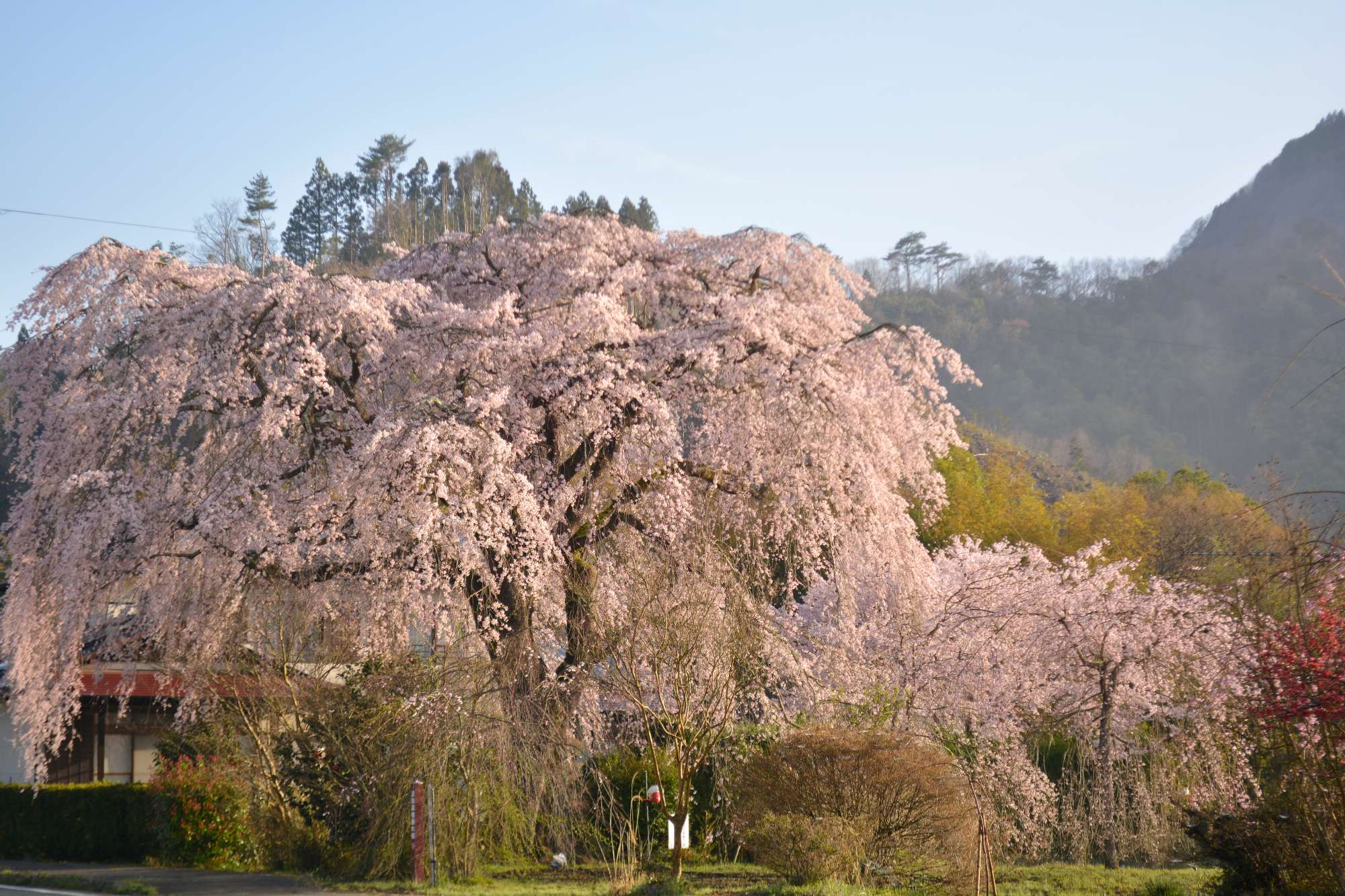原田家のしだれ桜