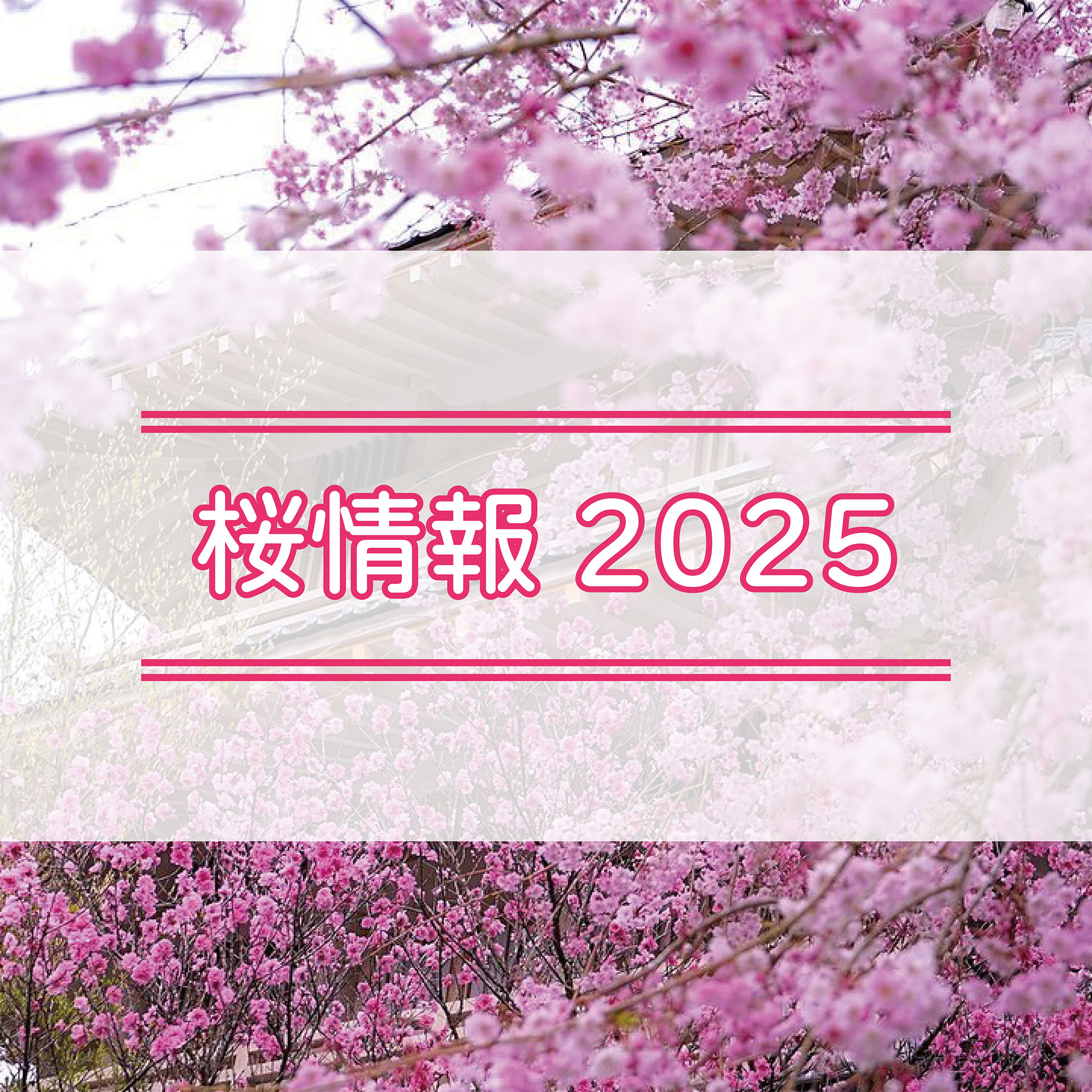 桜情報
