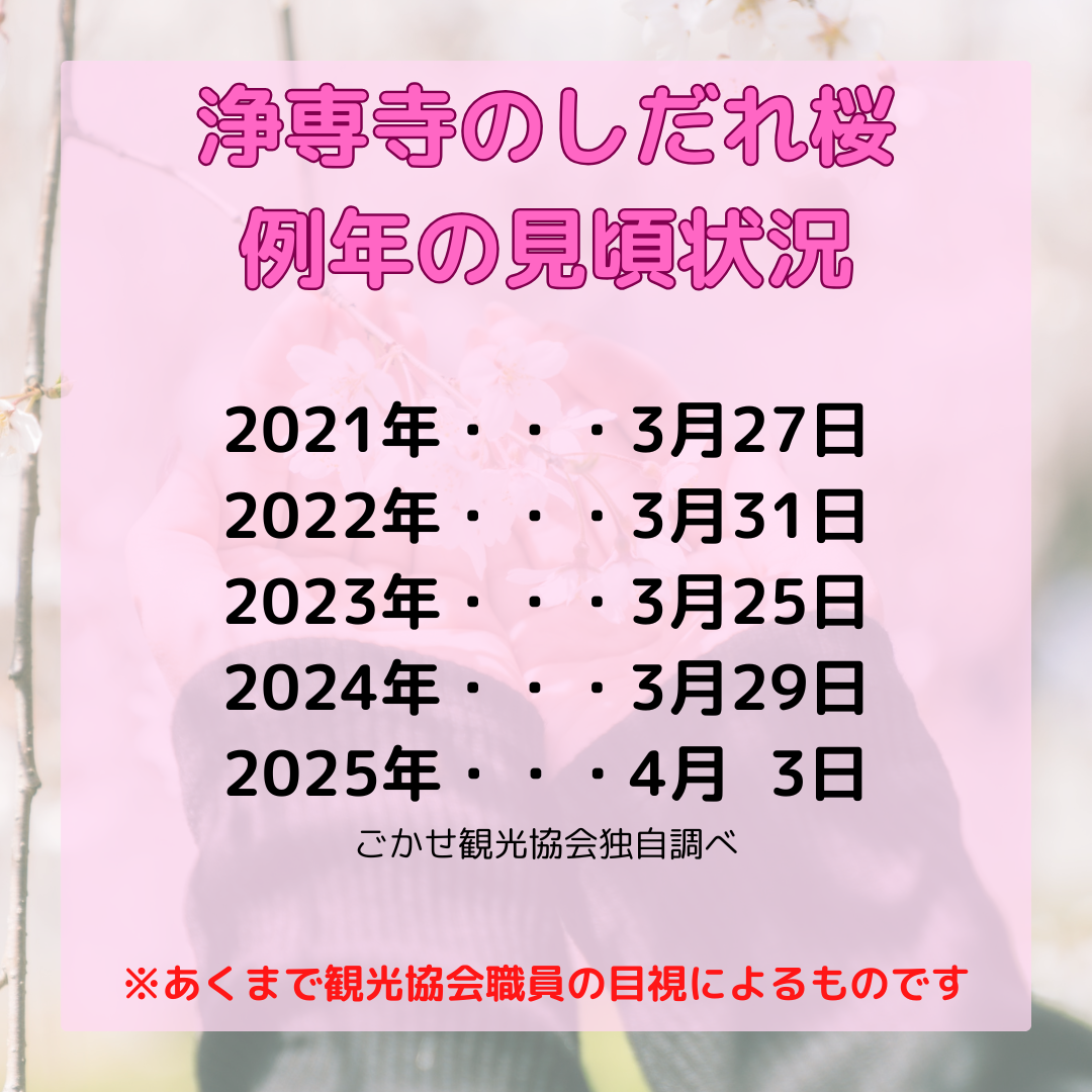 しだれ桜情報2026
