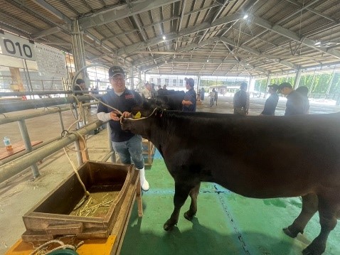 県共進会西臼杵代表牛ももくろ号