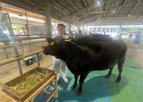 県共進会西臼杵代表牛なつね8号