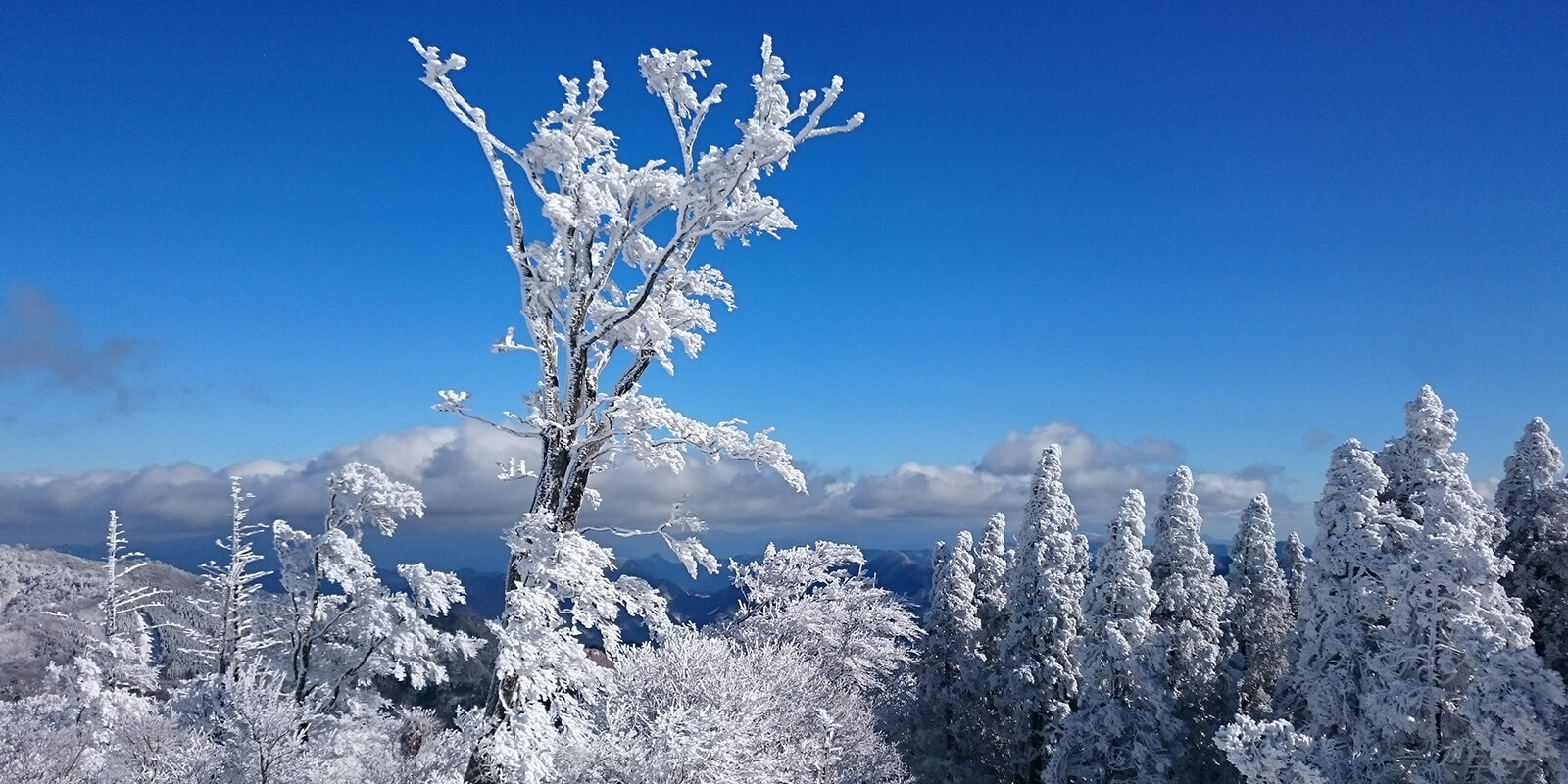 樹氷の写真