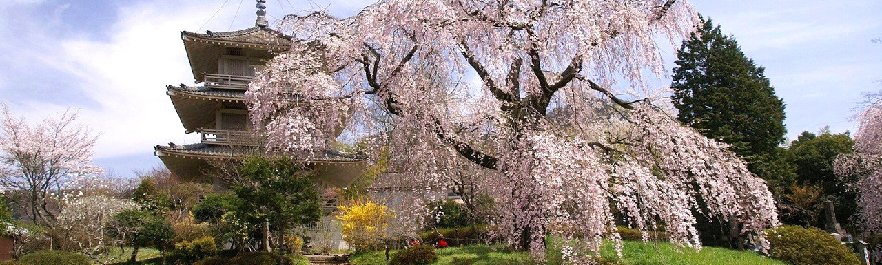枝垂れ桜