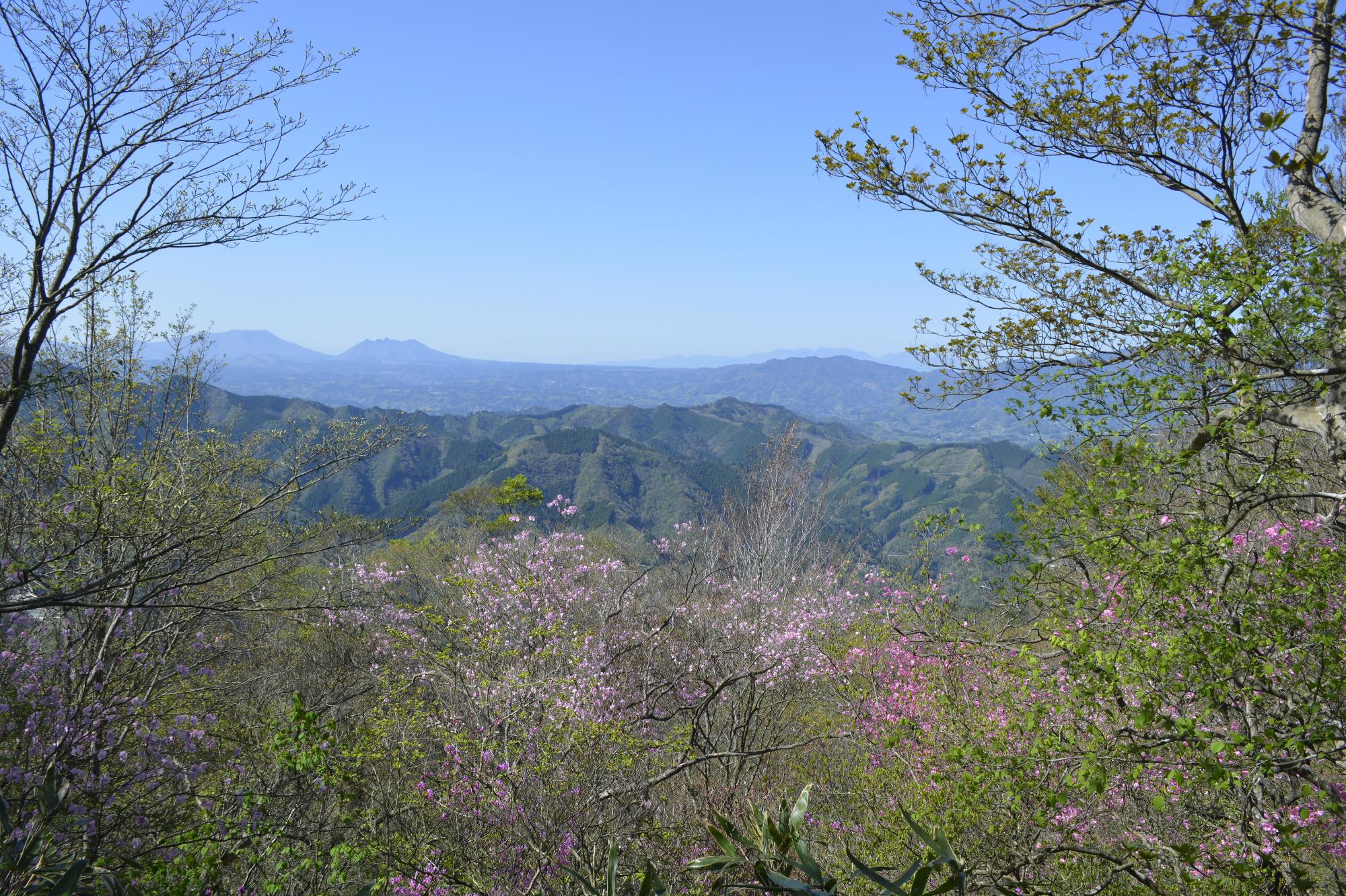 アケボノツツジ