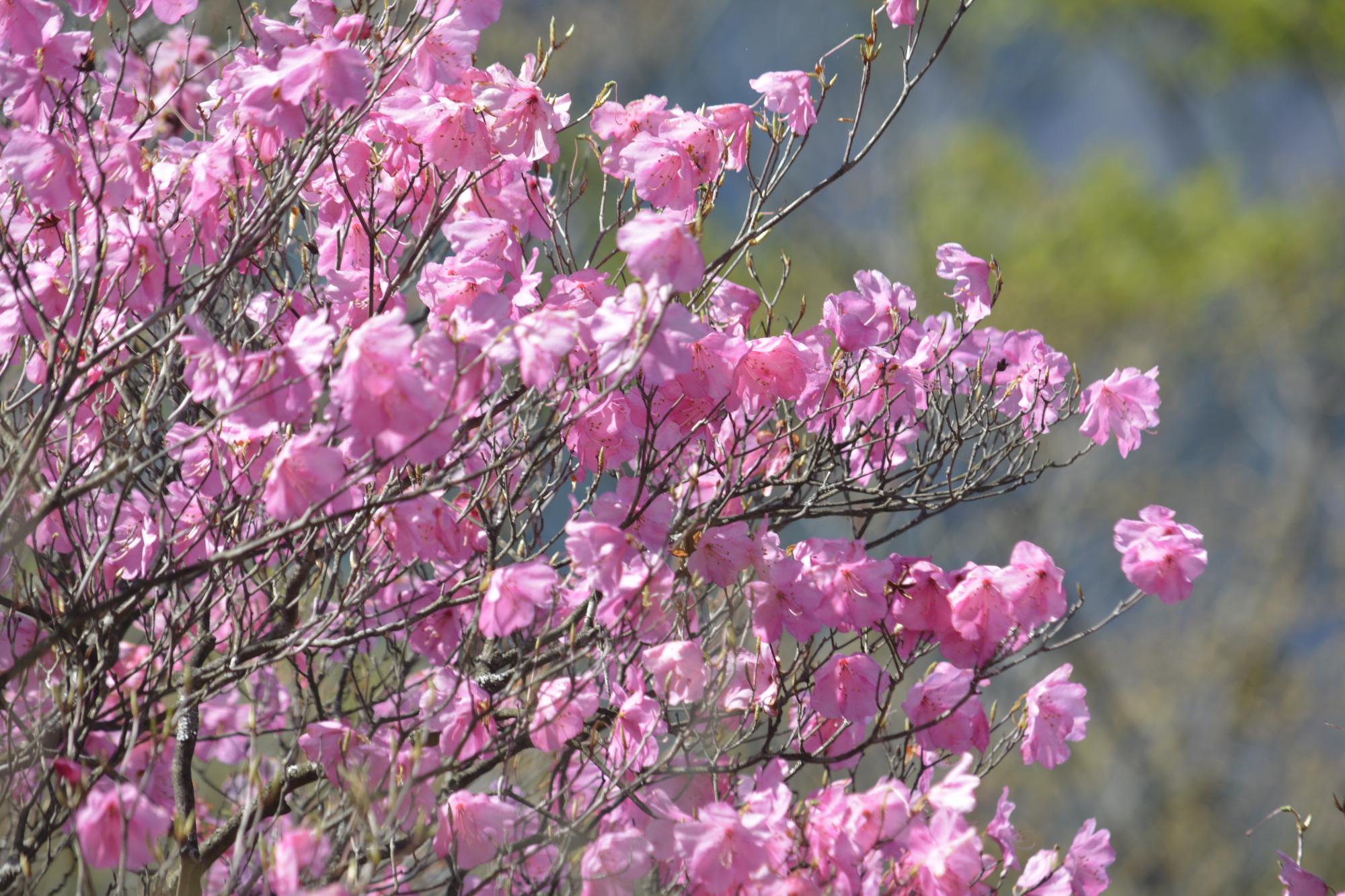 アケボノツツジ