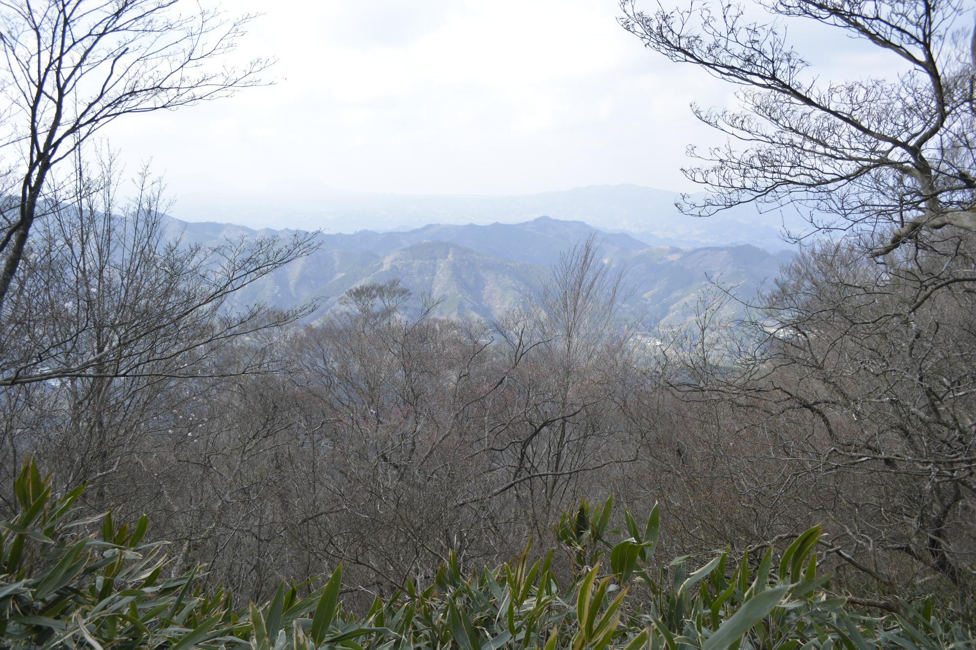 アケボノツツジ