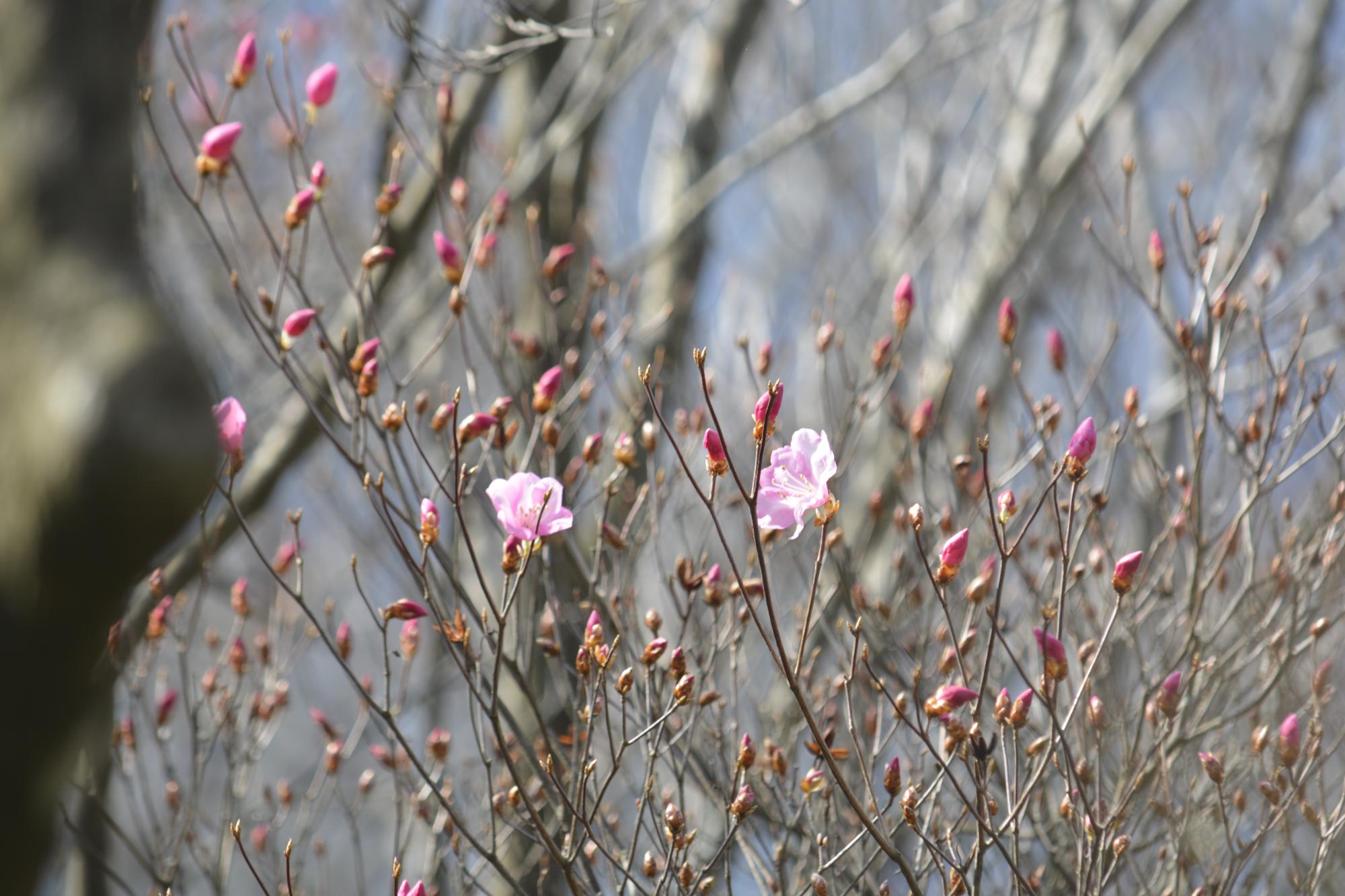 アケボノツツジ