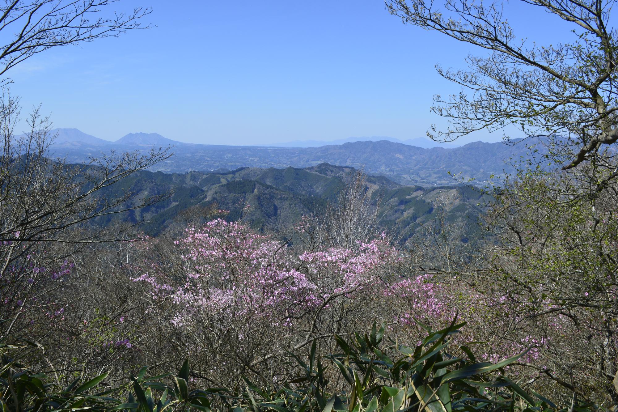 アケボノツツジ