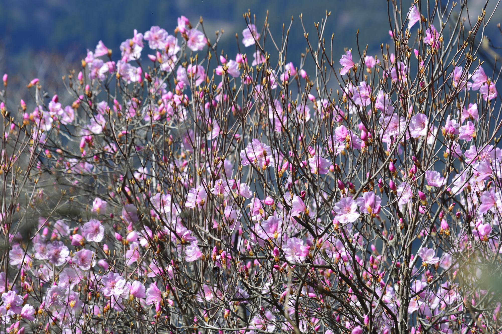 アケボノツツジ