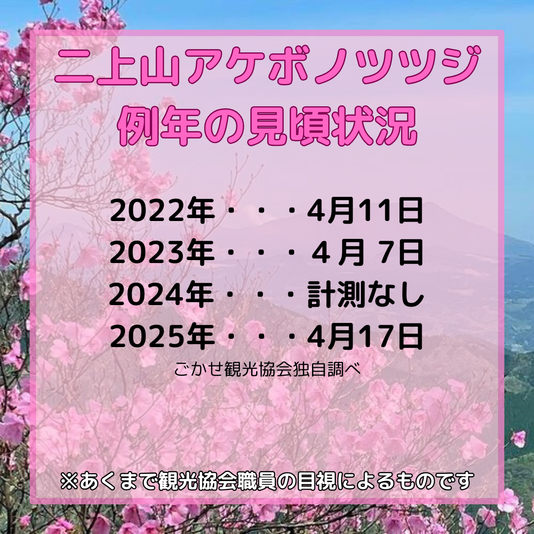 アケボノツツジ例年の見頃