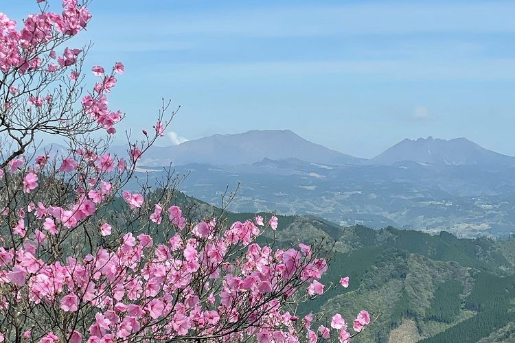 アケボノツツジ