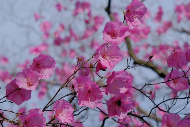 アケボノツツジ