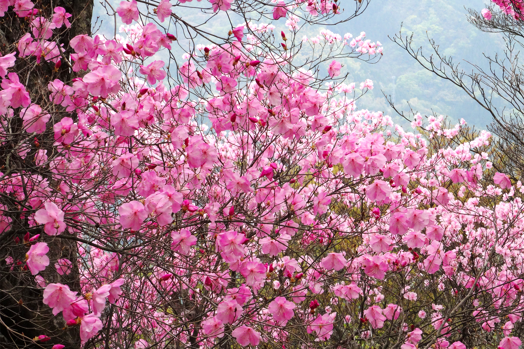 アケボノツツジ