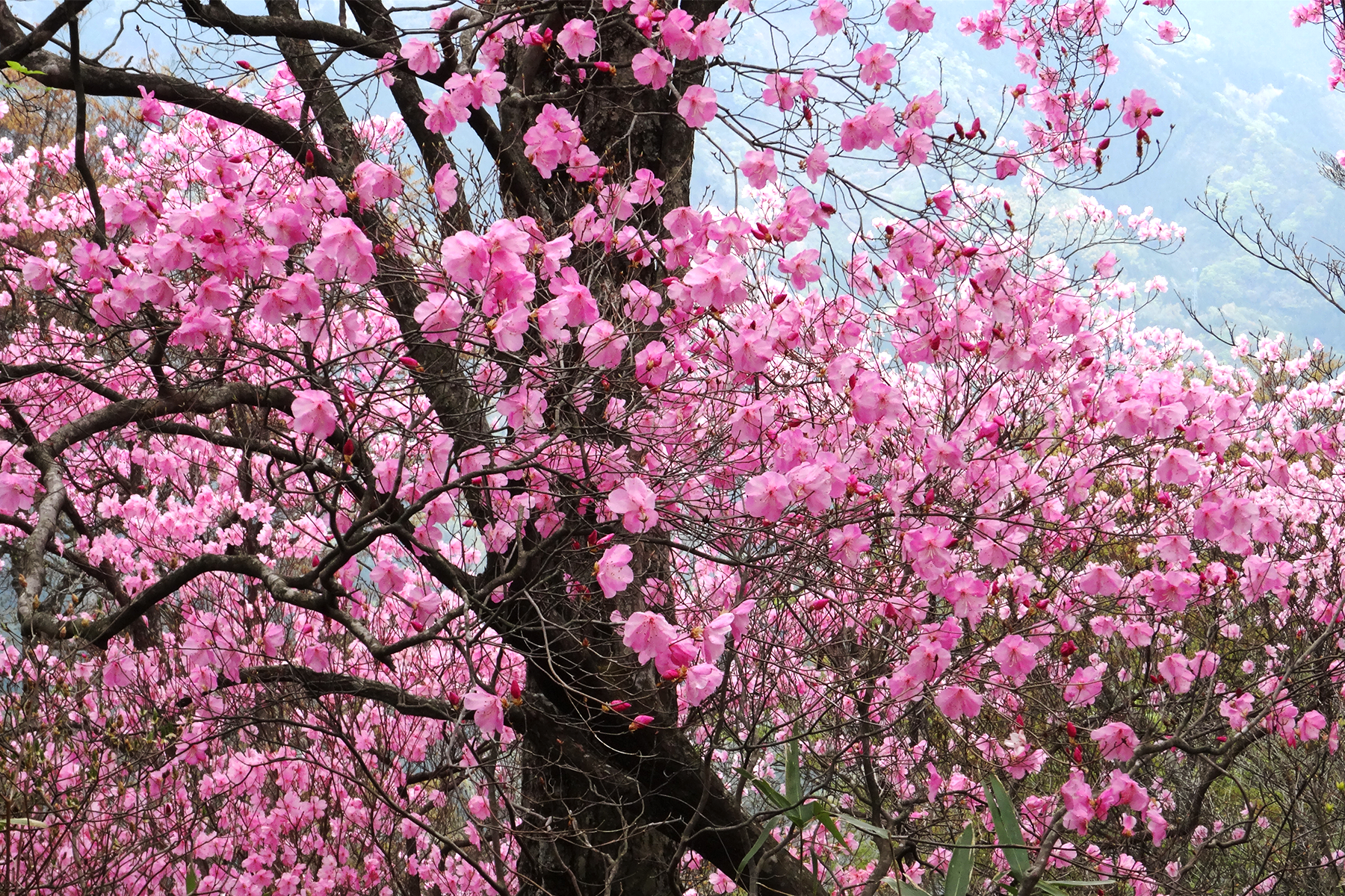アケボノツツジ