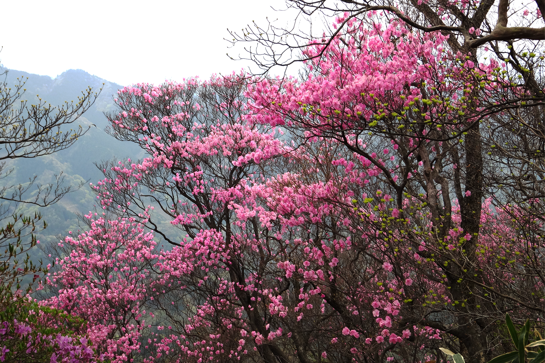 アケボノツツジ