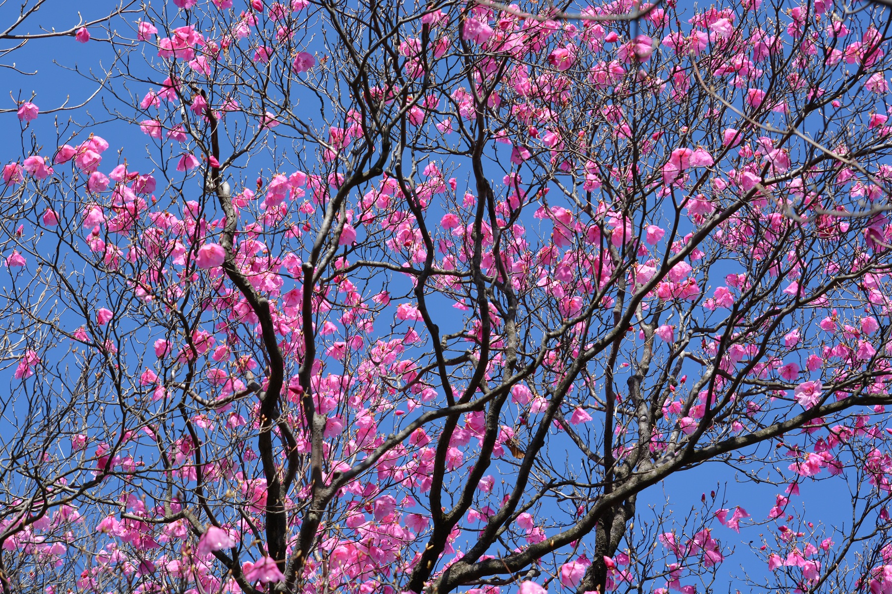 アケボノツツジ