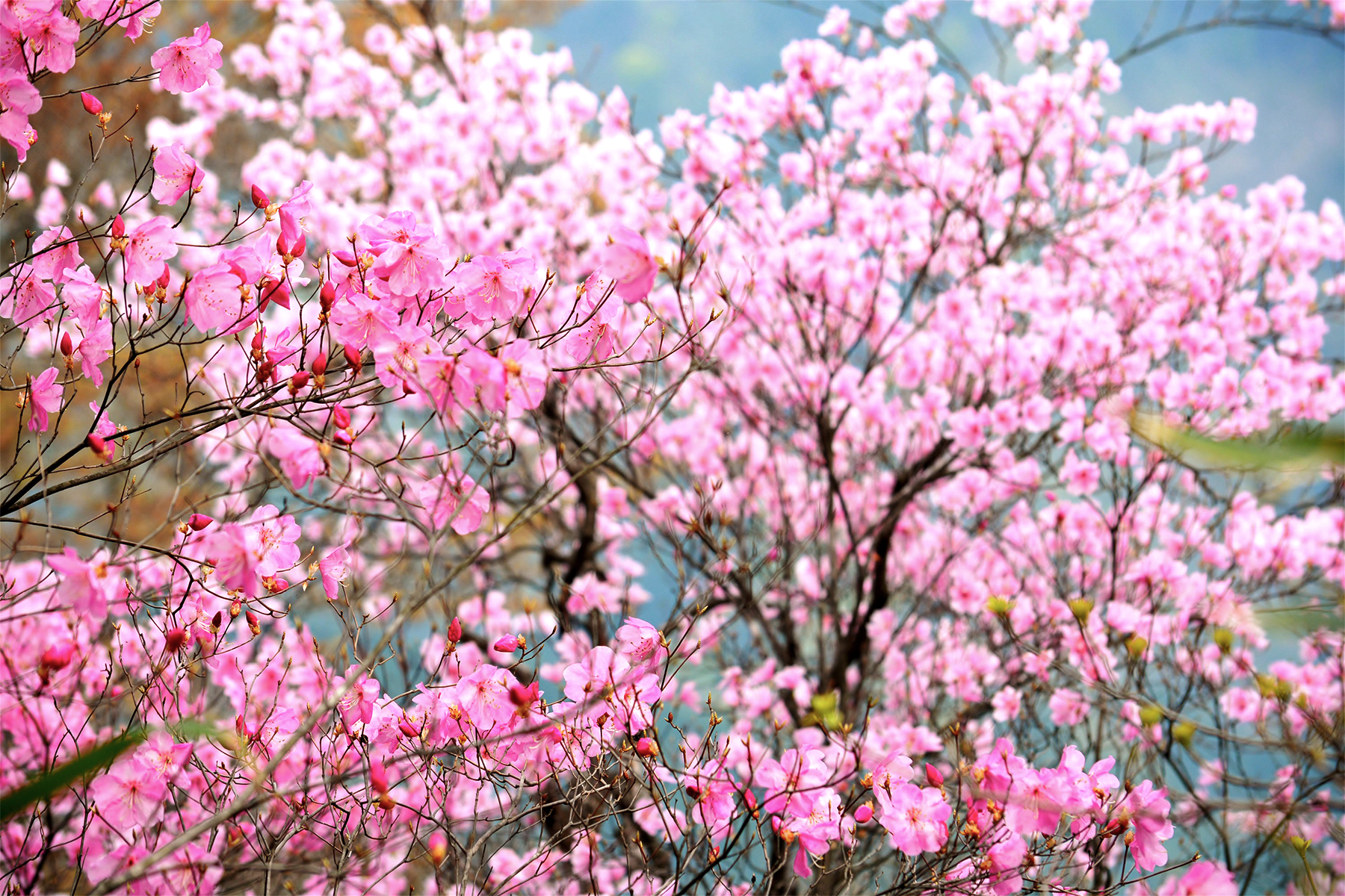 アケボノツツジ