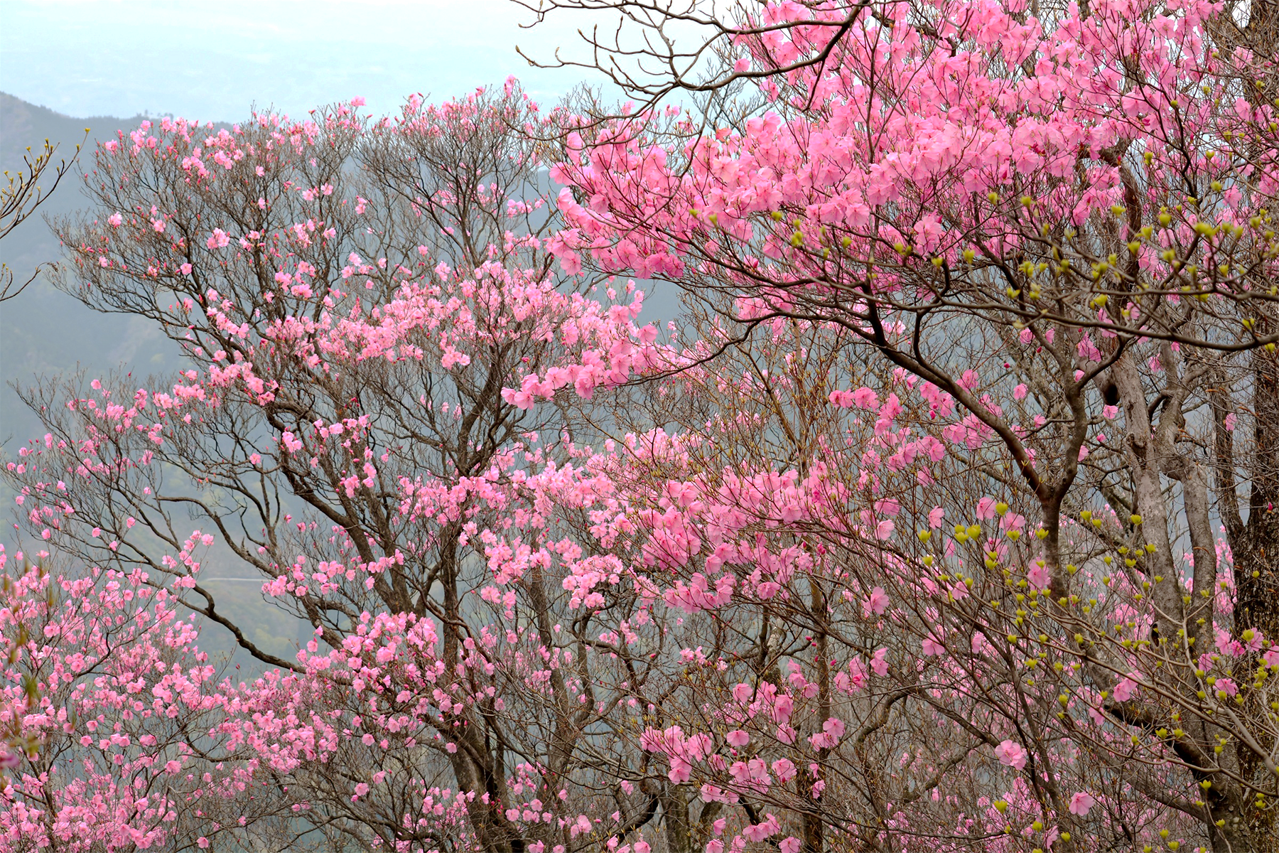 アケボノツツジ