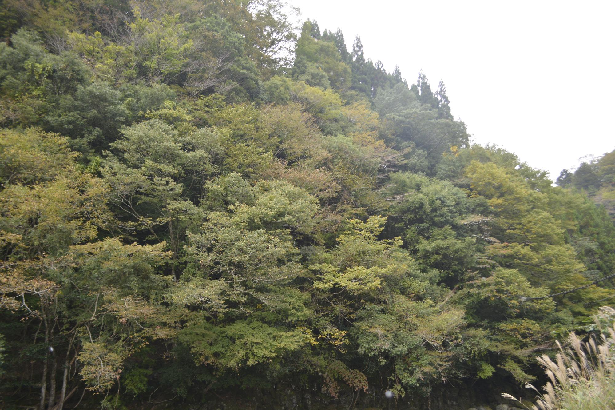 五ヶ瀬渓谷
