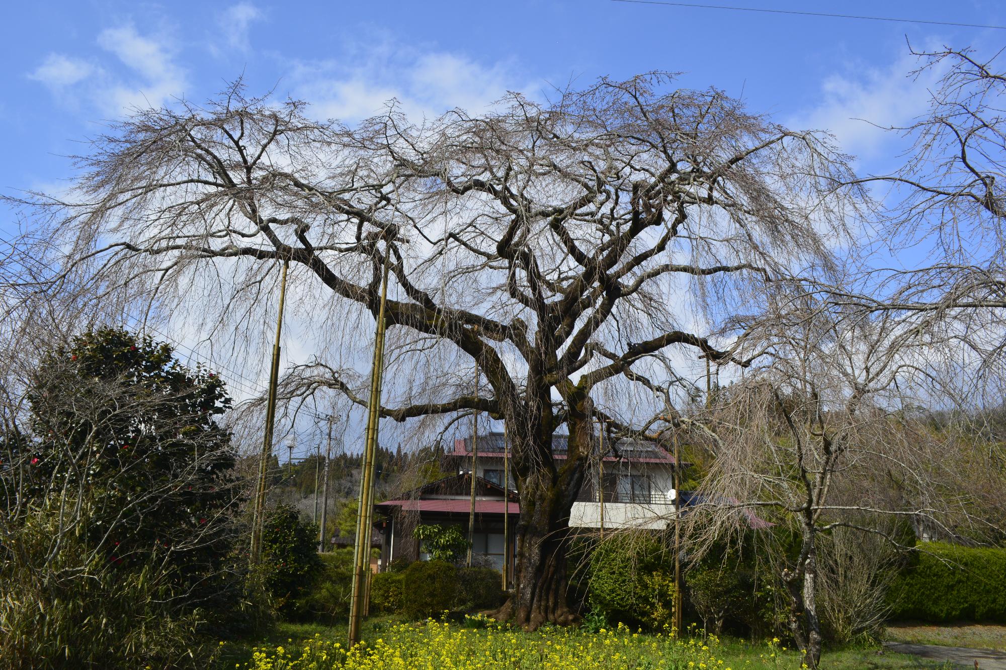 原田家桜