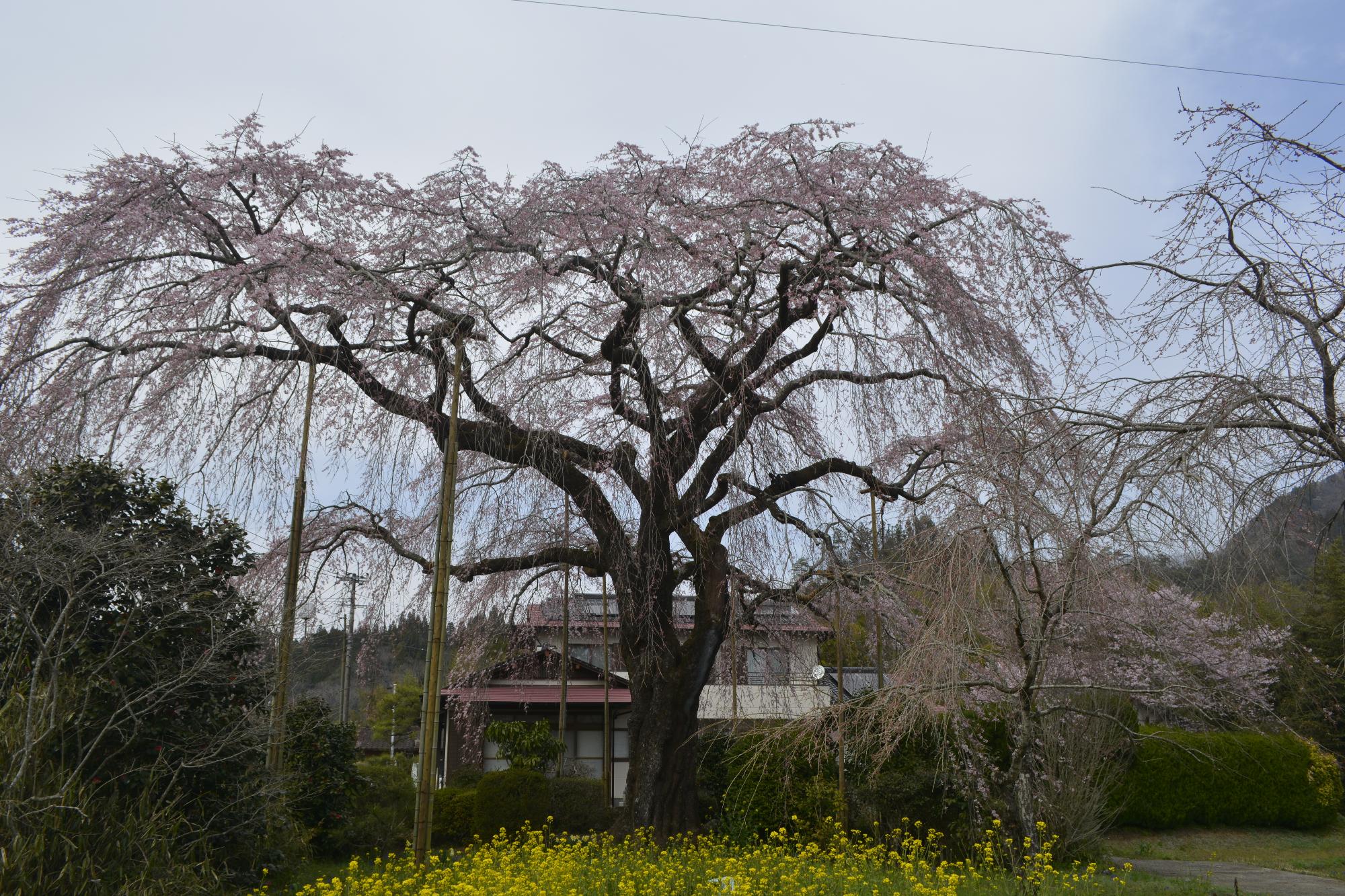 原田家桜