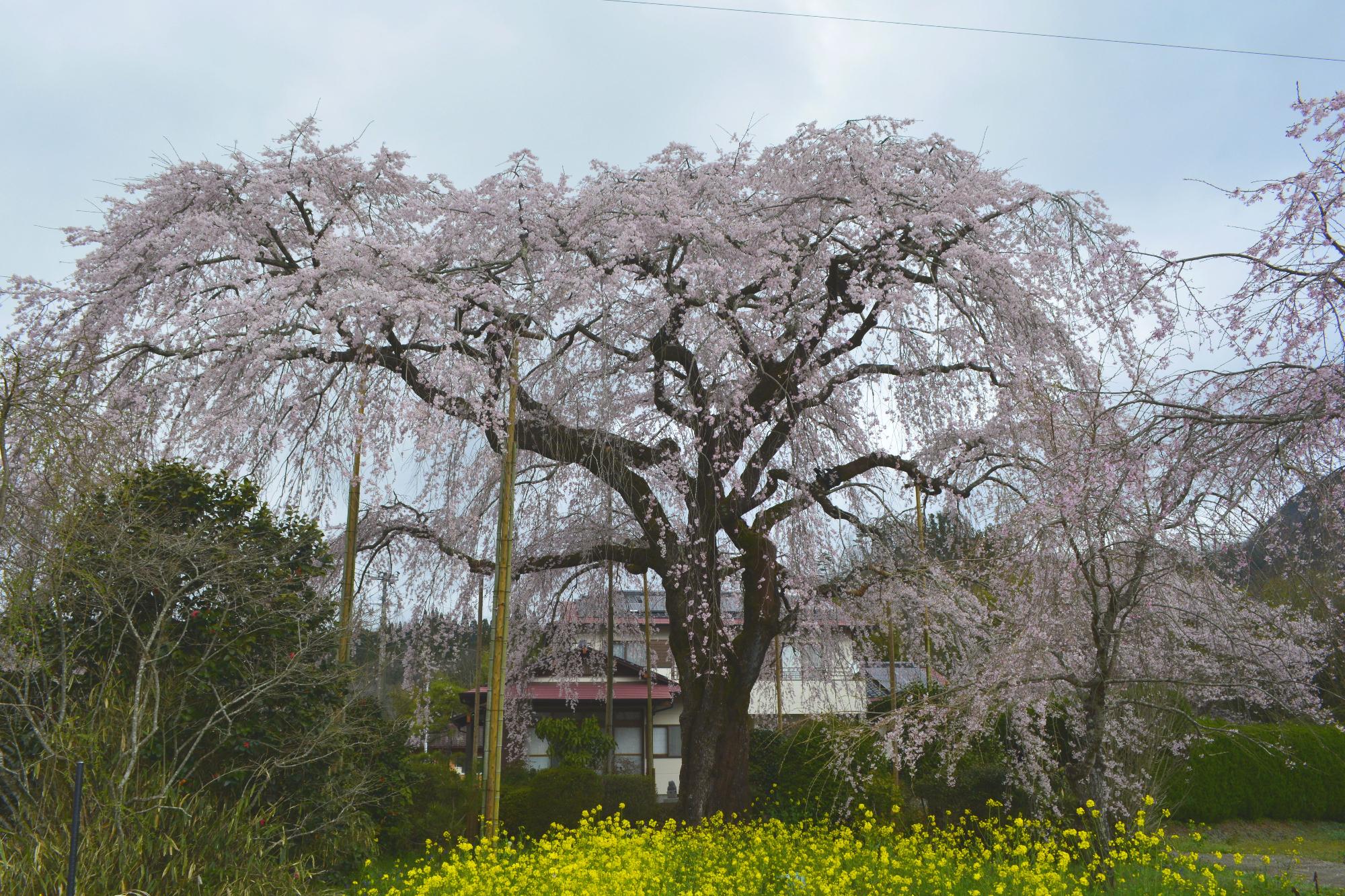 原田家桜