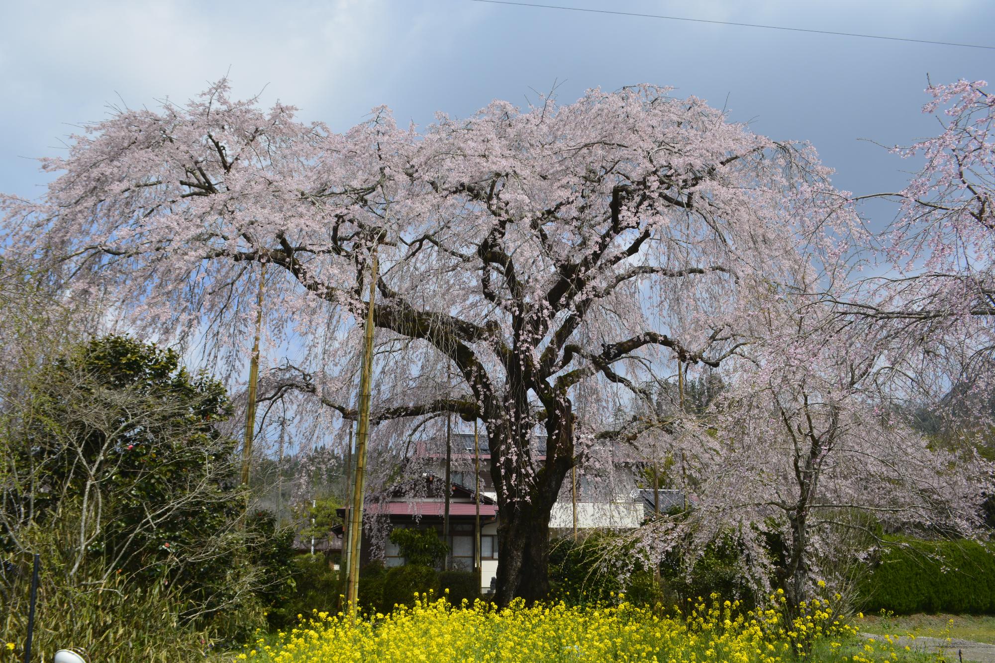 原田家桜