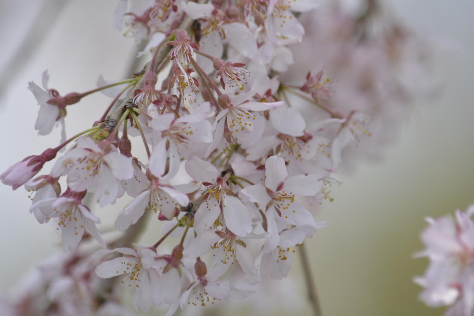 原田家桜