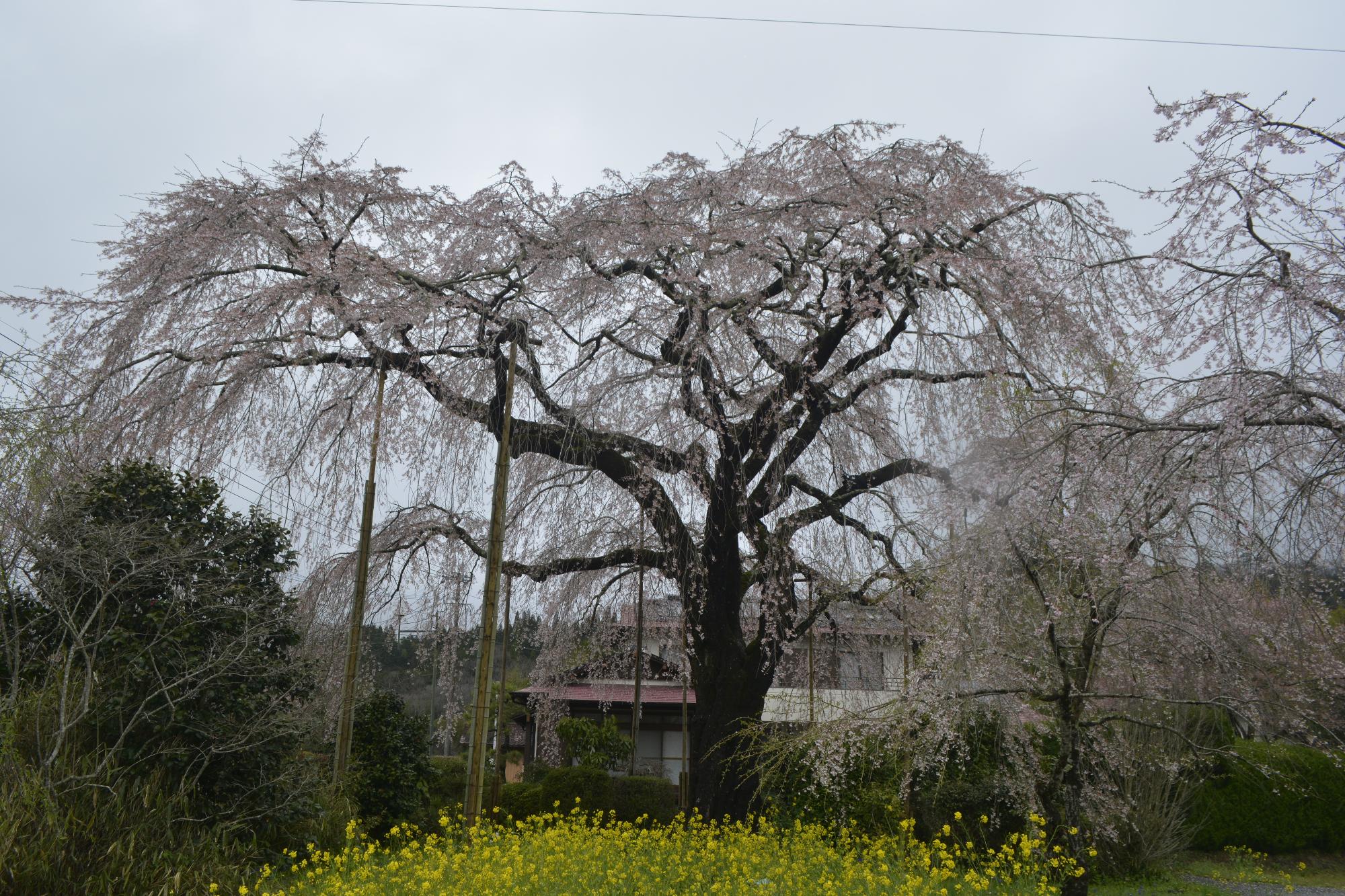 原田家桜