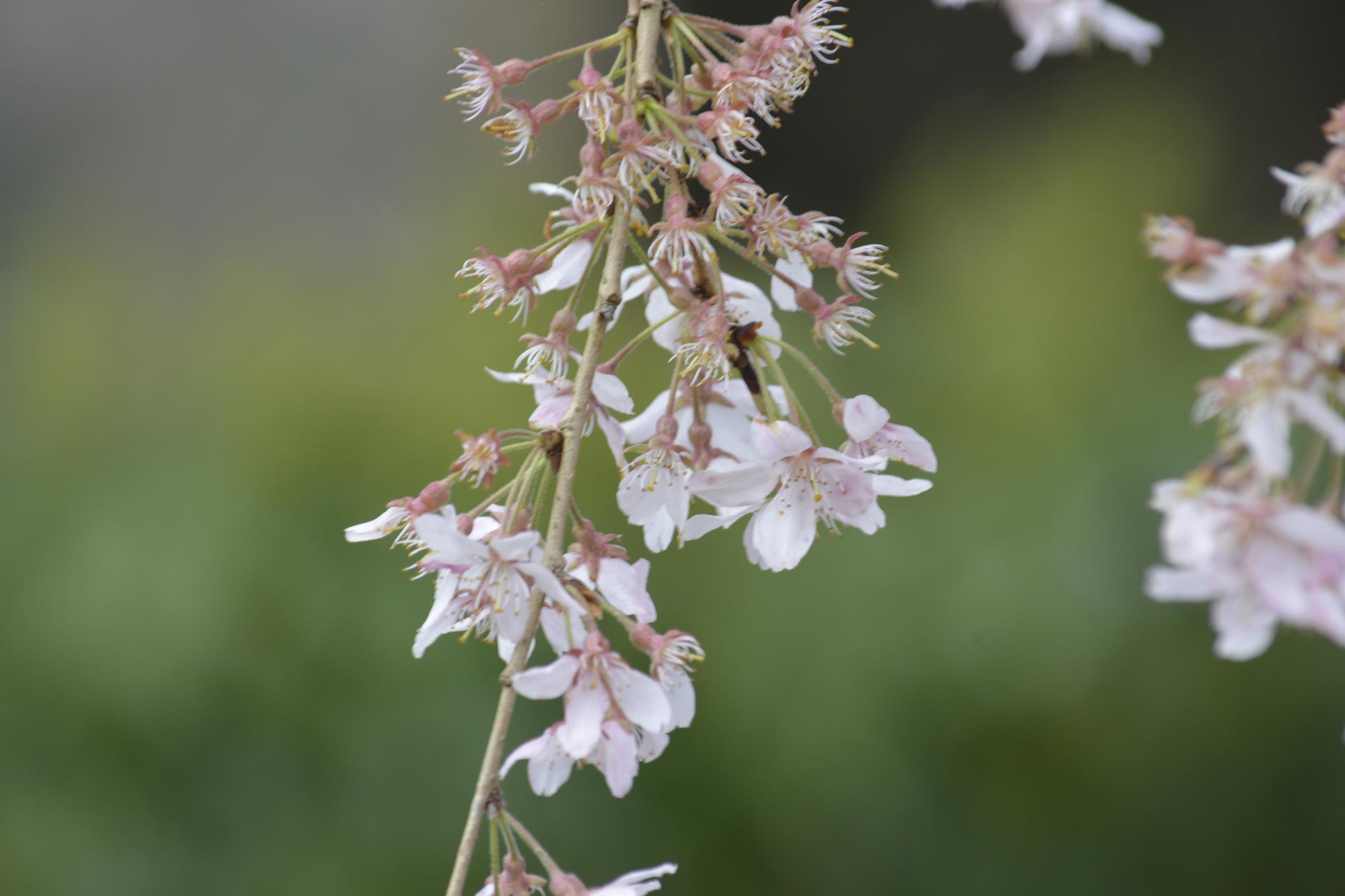 原田家桜
