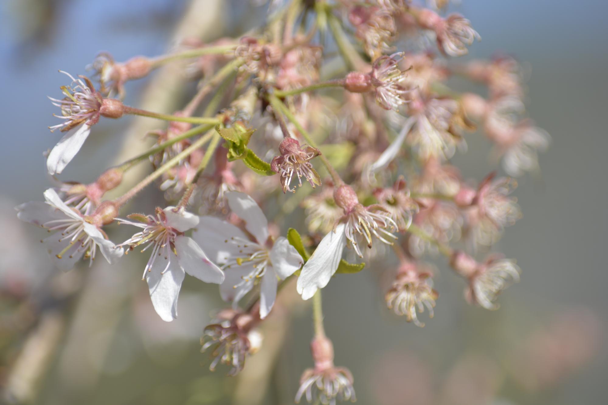 原田家桜