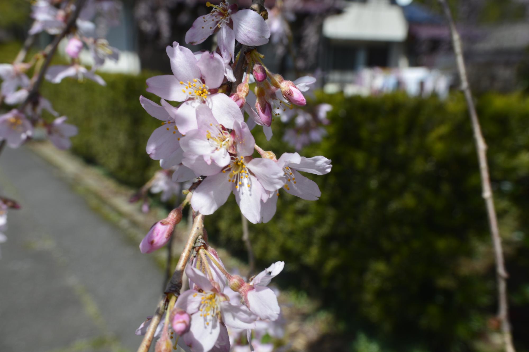 原田家のしだれ桜