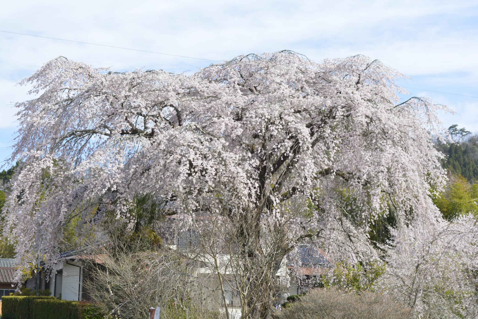 原田家のしだれ桜