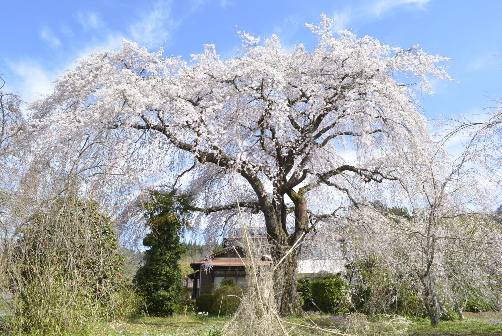 原田家のしだれ桜