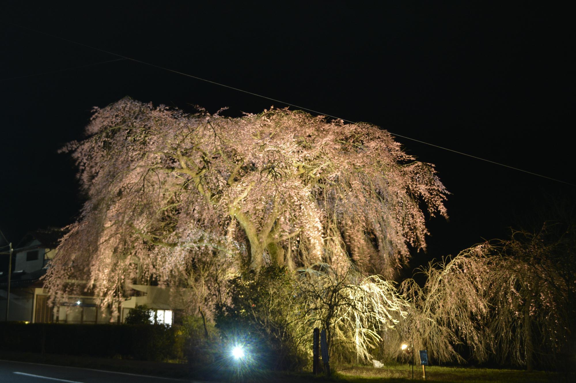 原田家のしだれ桜