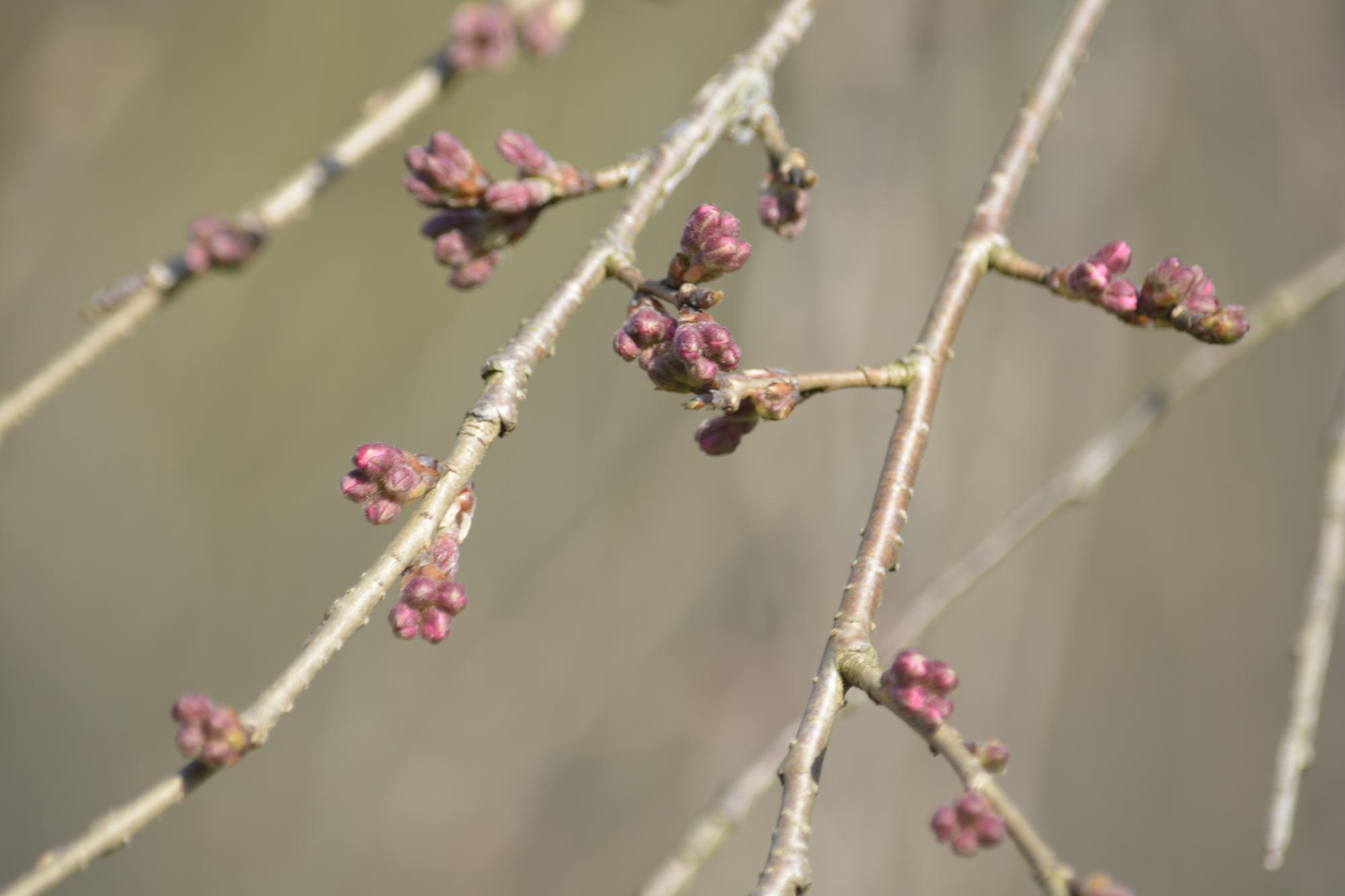 浄専寺桜