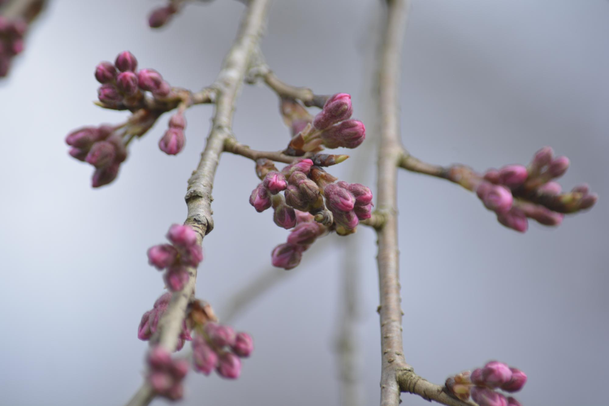 浄専寺桜