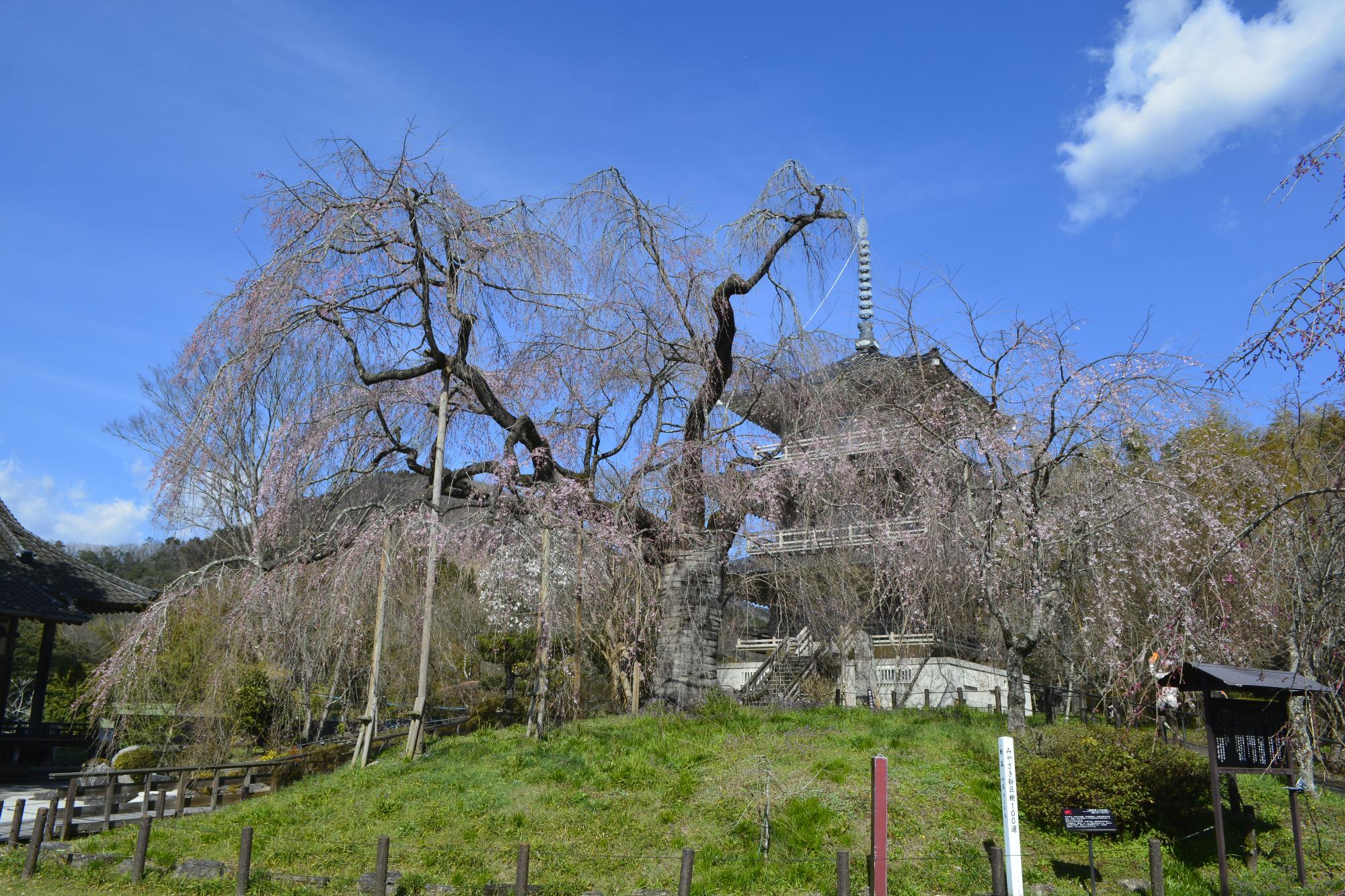 浄専寺桜