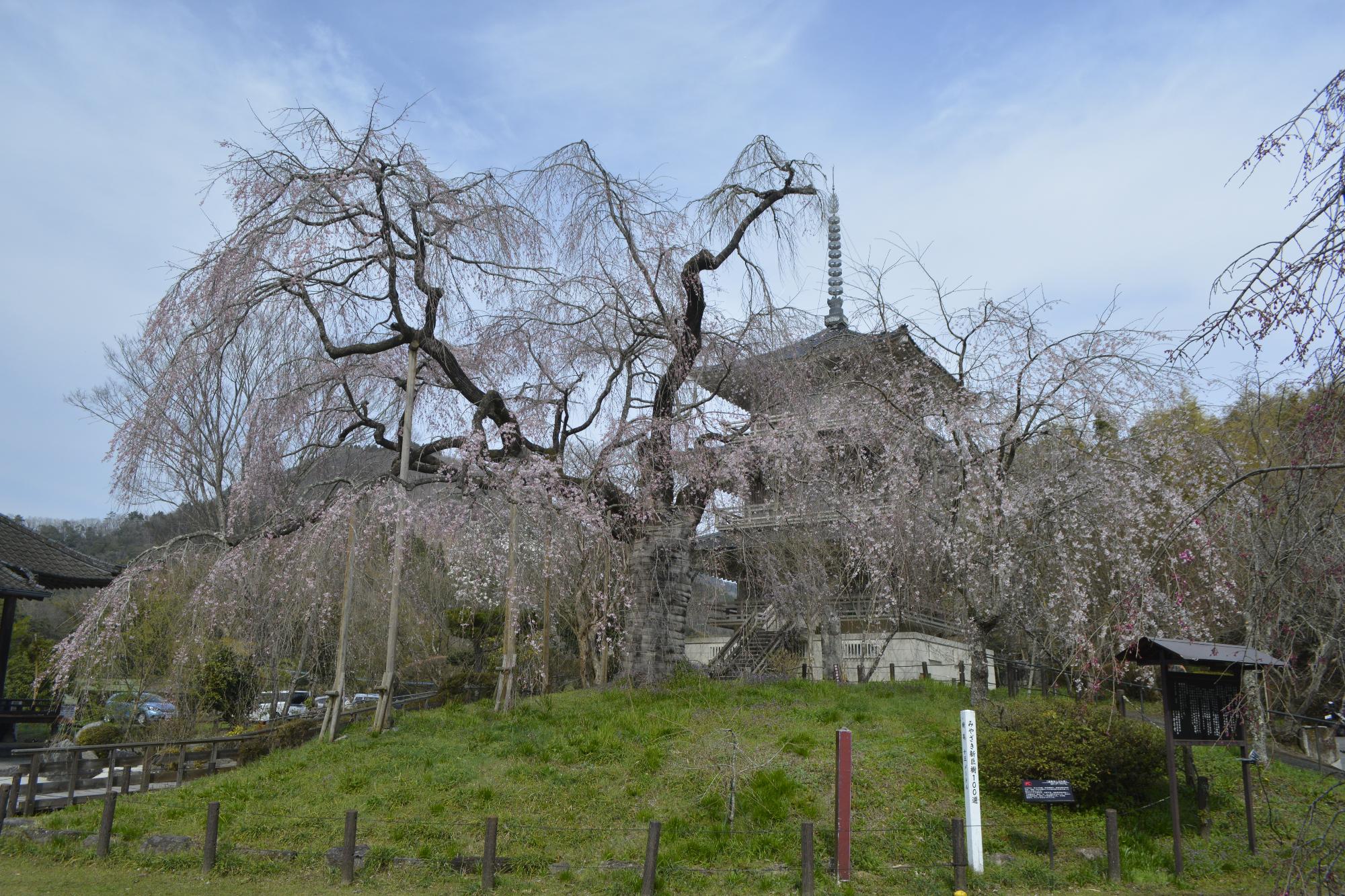 浄専寺桜