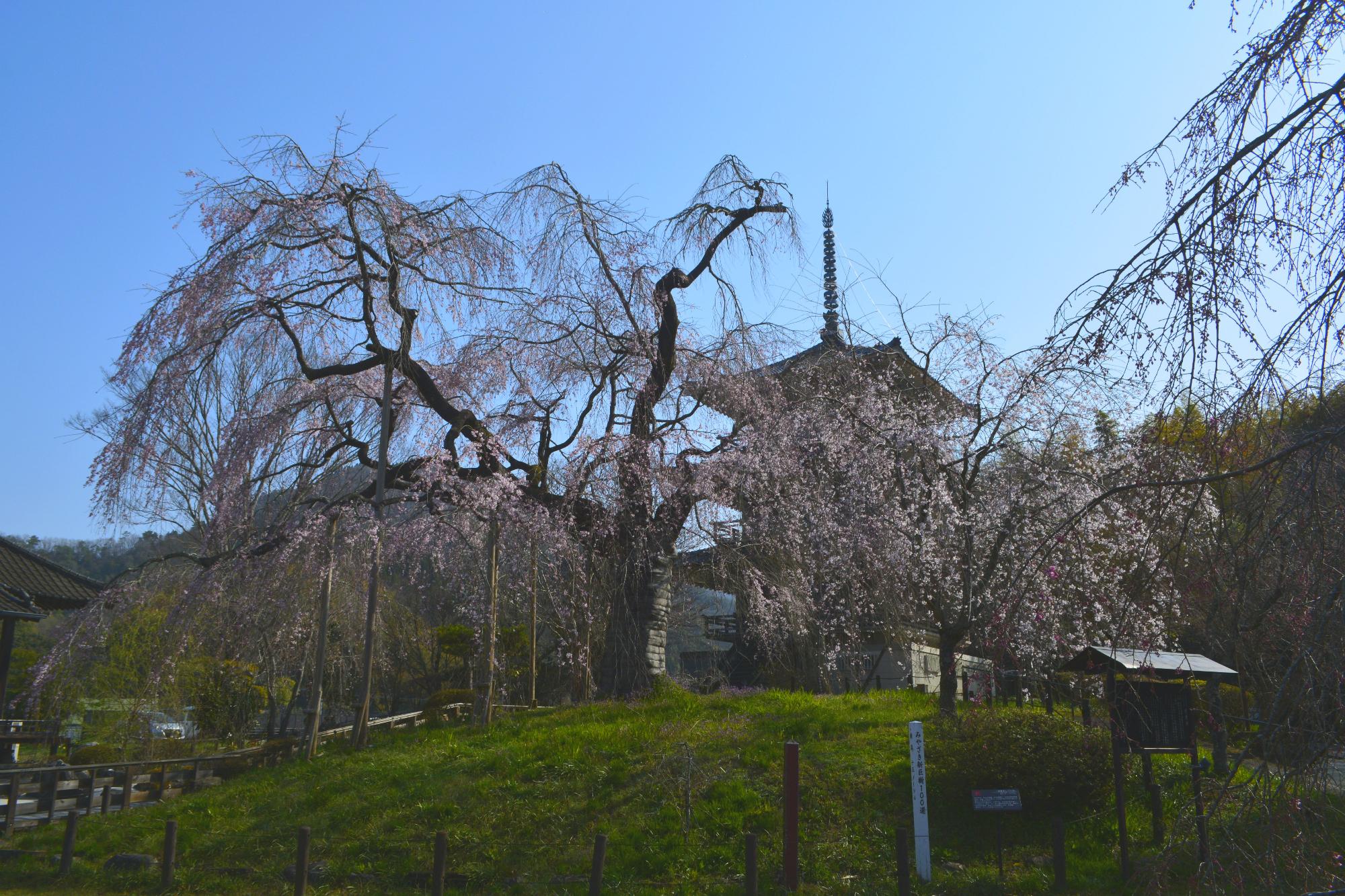 浄専寺桜