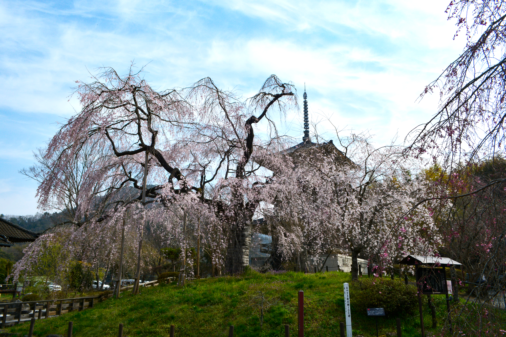 浄専寺桜