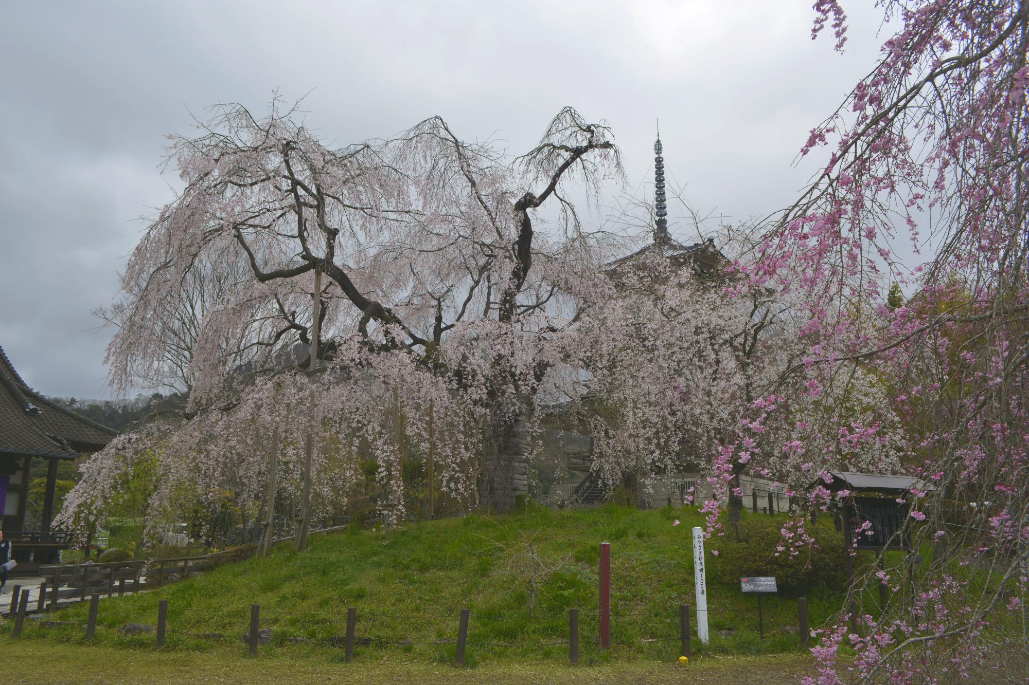 浄専寺桜