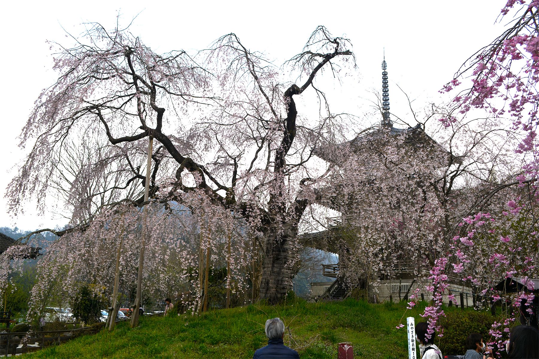 浄専寺桜