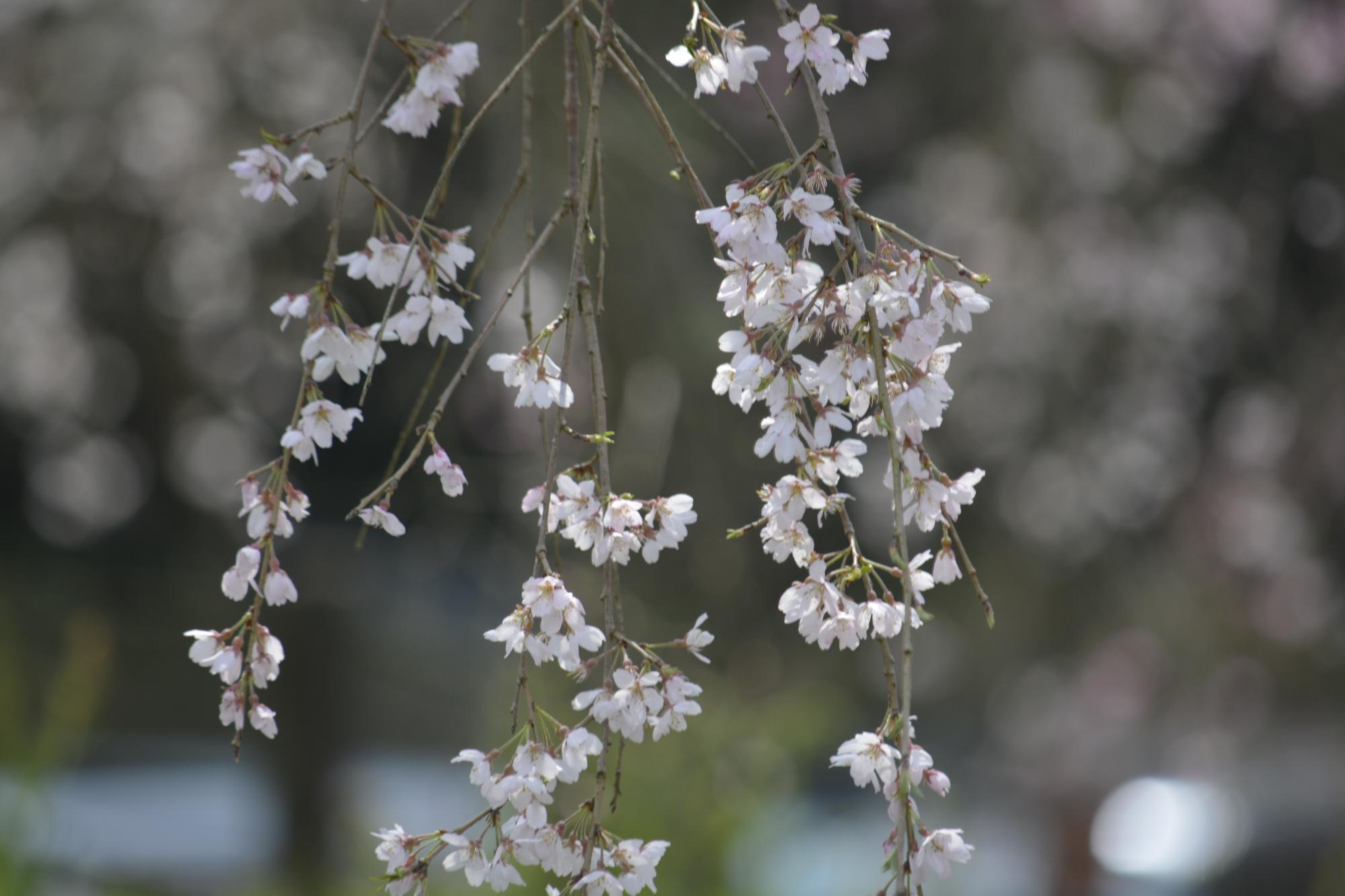 浄専寺桜