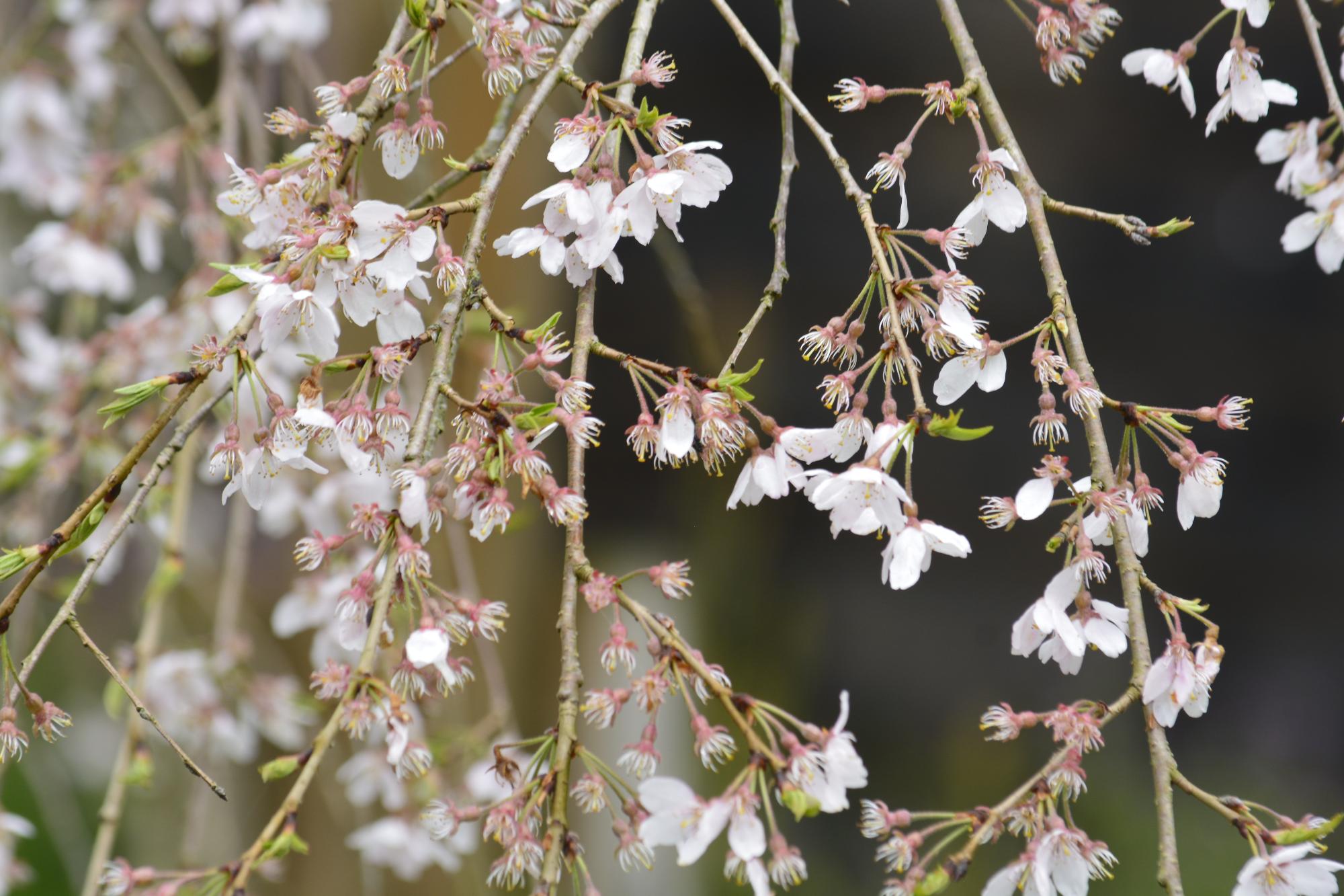 浄専寺桜