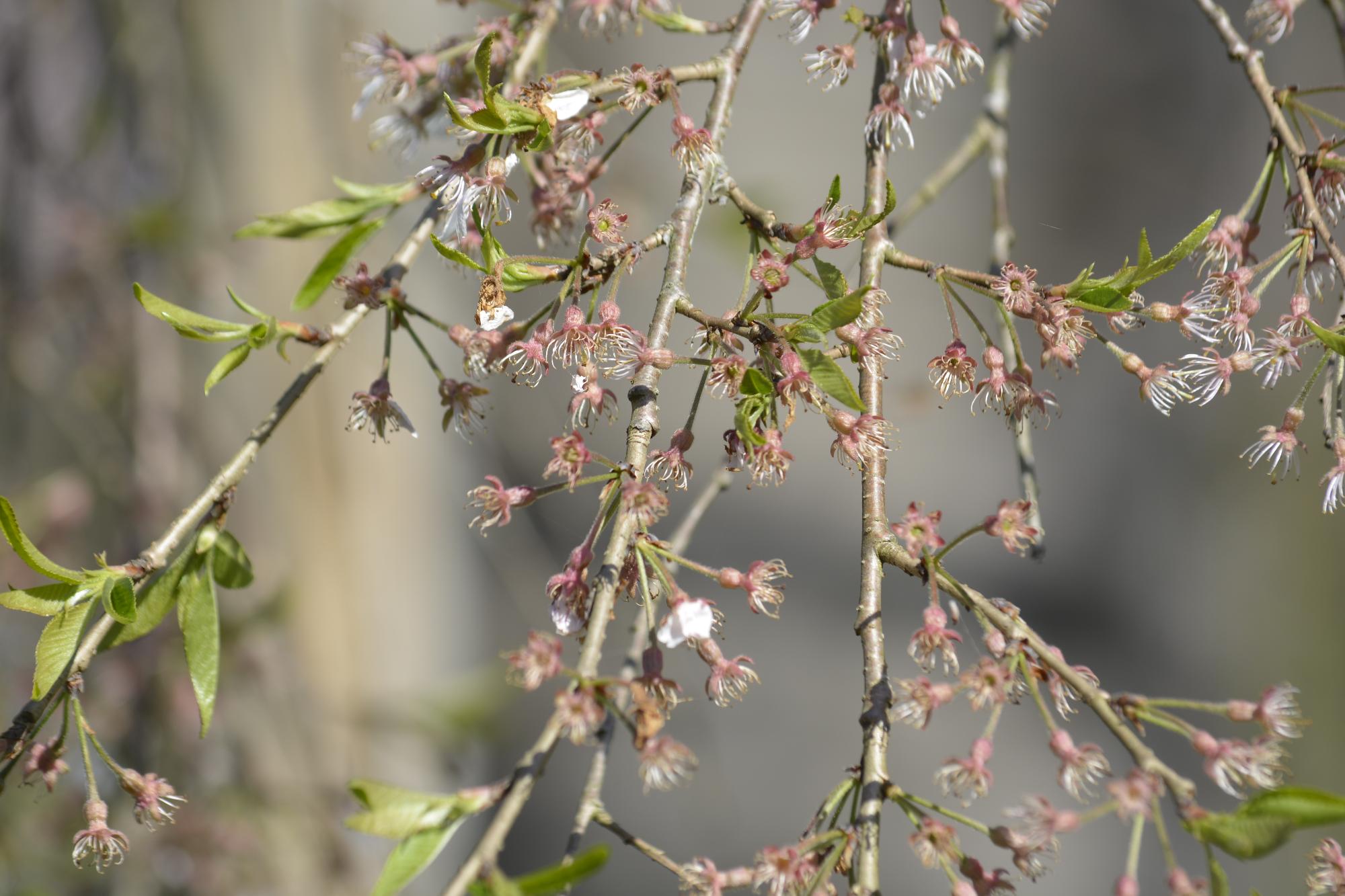 浄専寺桜