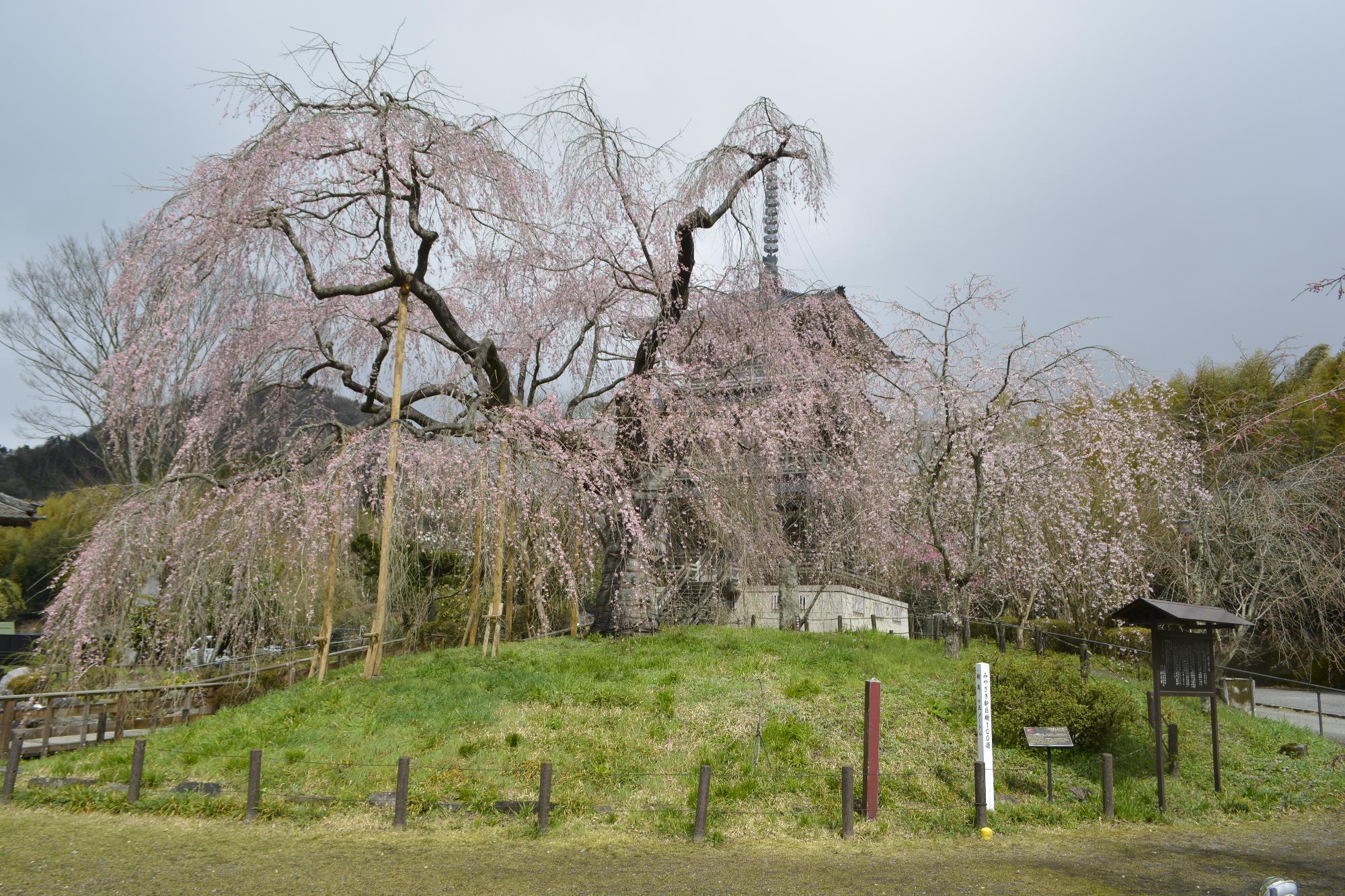 浄専寺桜
