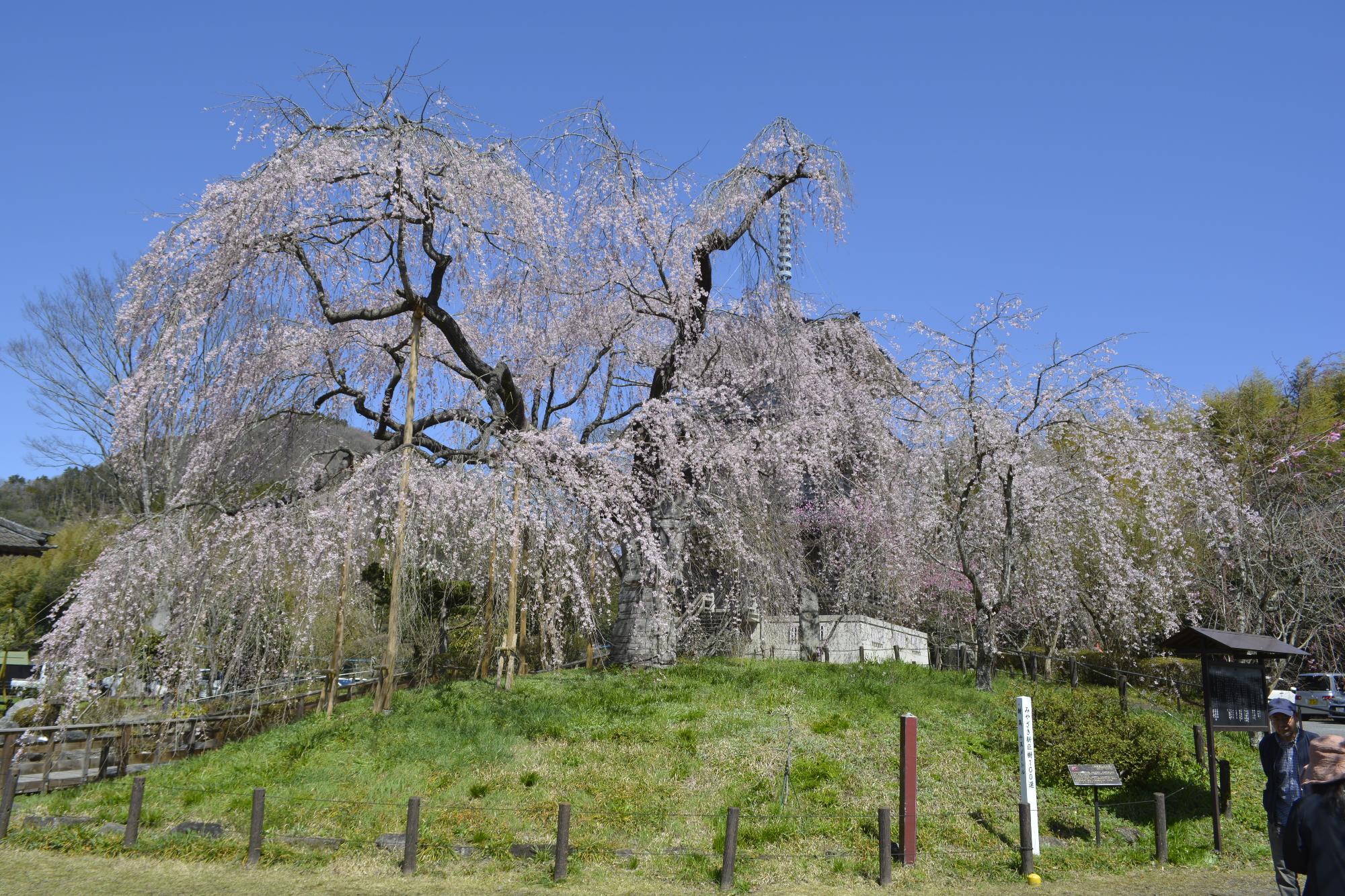 浄専寺桜