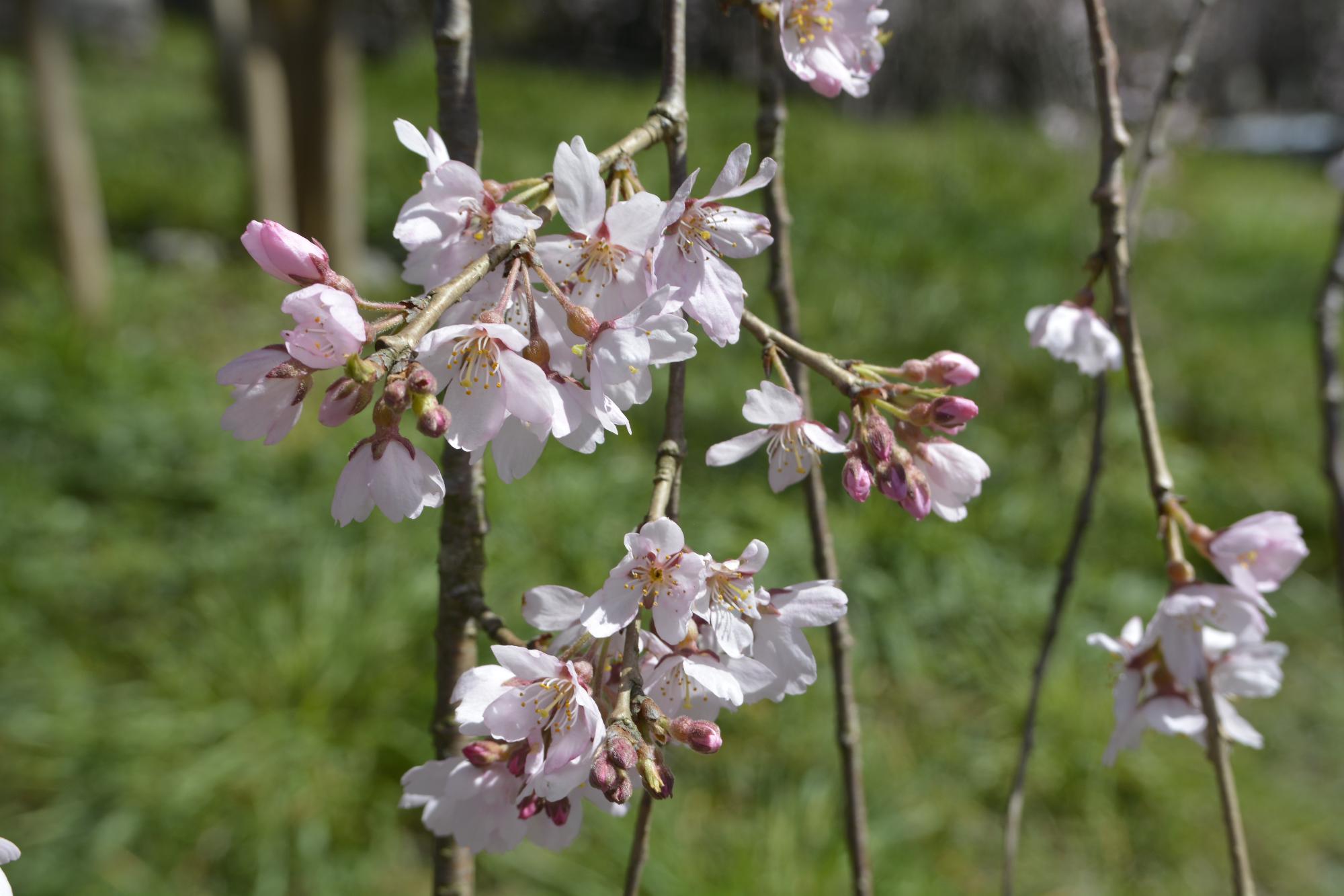 浄専寺桜