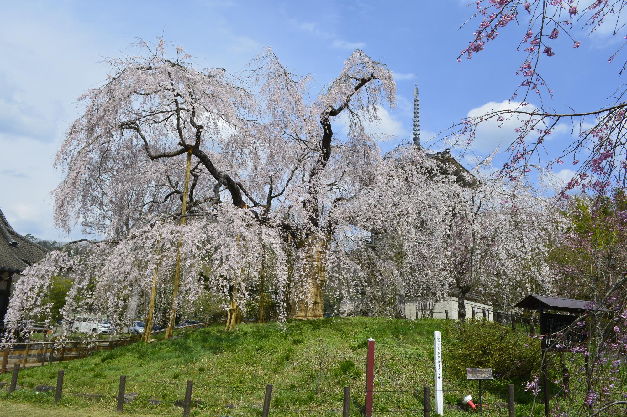 浄専寺桜